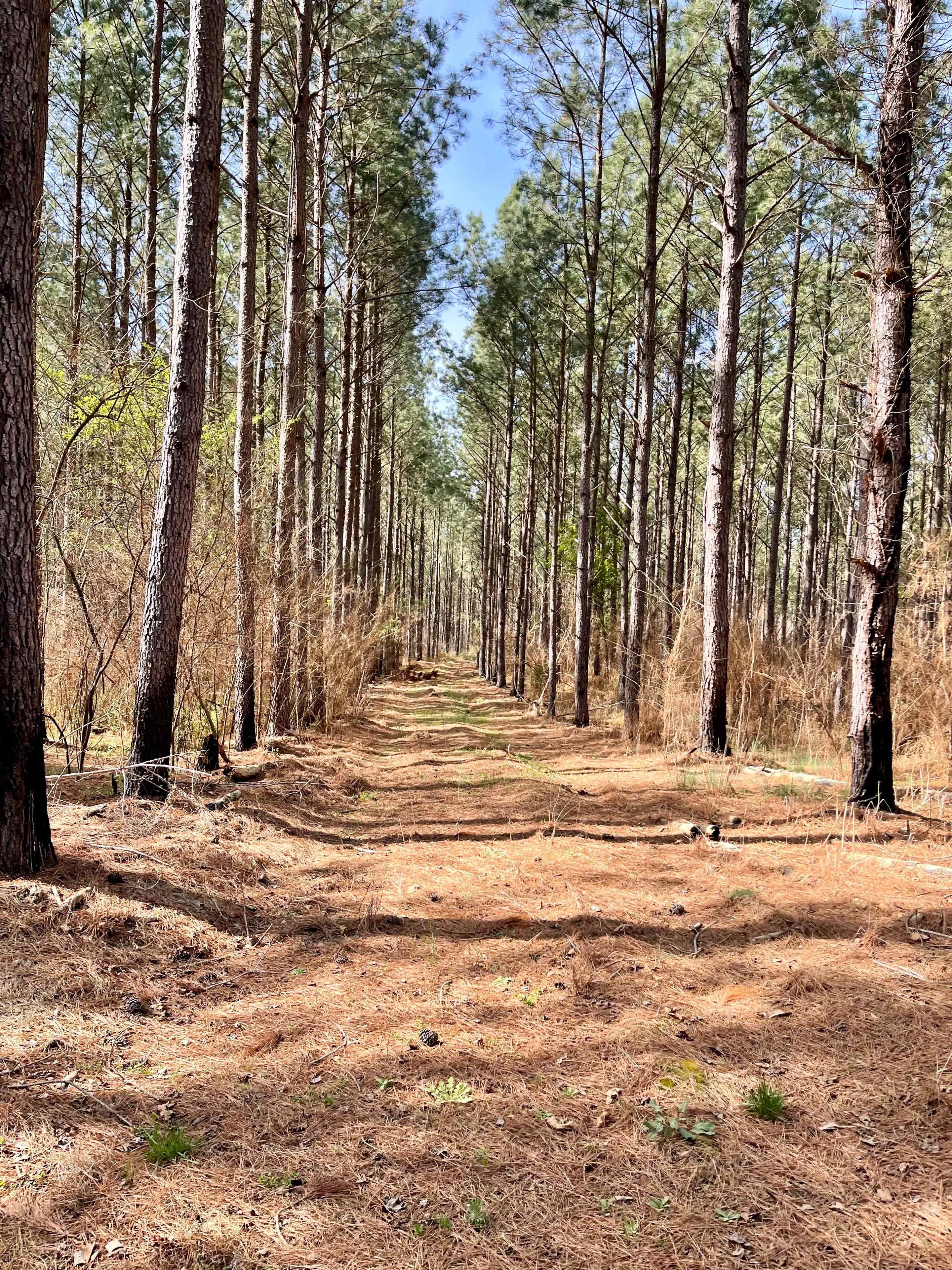 A pathway lined with tall pine trees runs through a pine forest, with pine needles covering the ground.