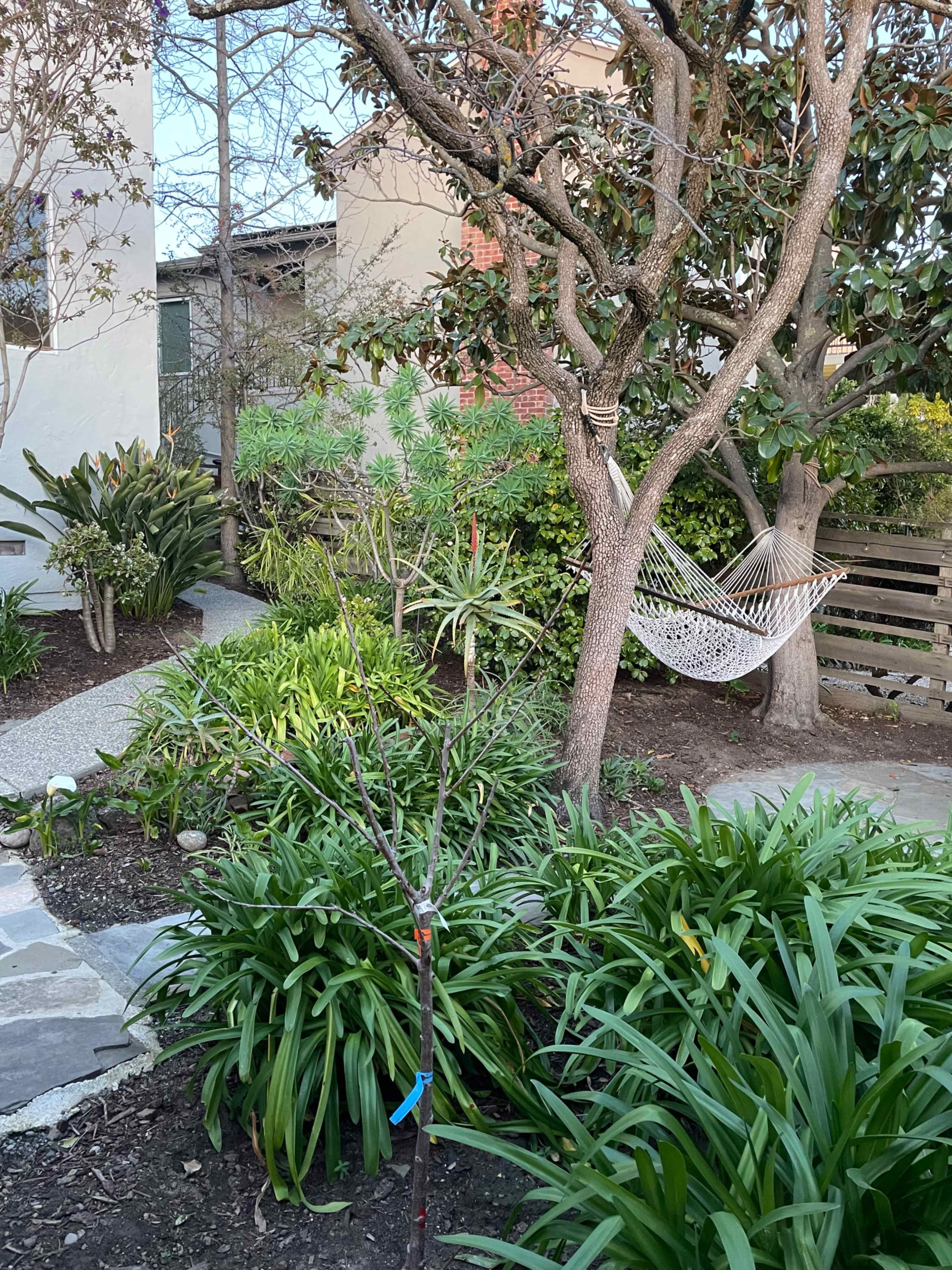 A hammock hangs between two trees in a garden filled with various plants and shrubs.