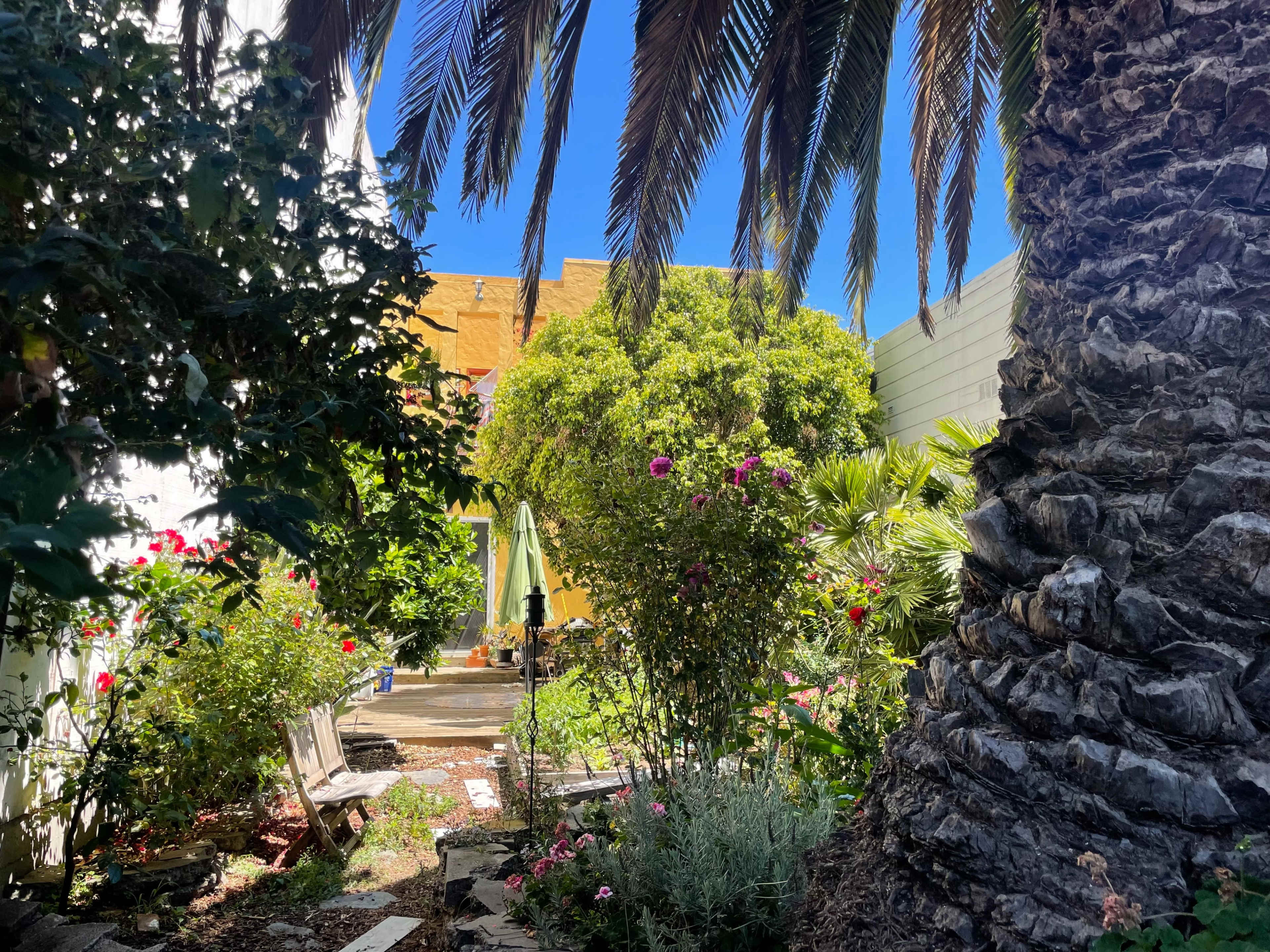 Blossom Oasis: A Lush Backyard Retreat Image in Mission District, San Francisco, CA