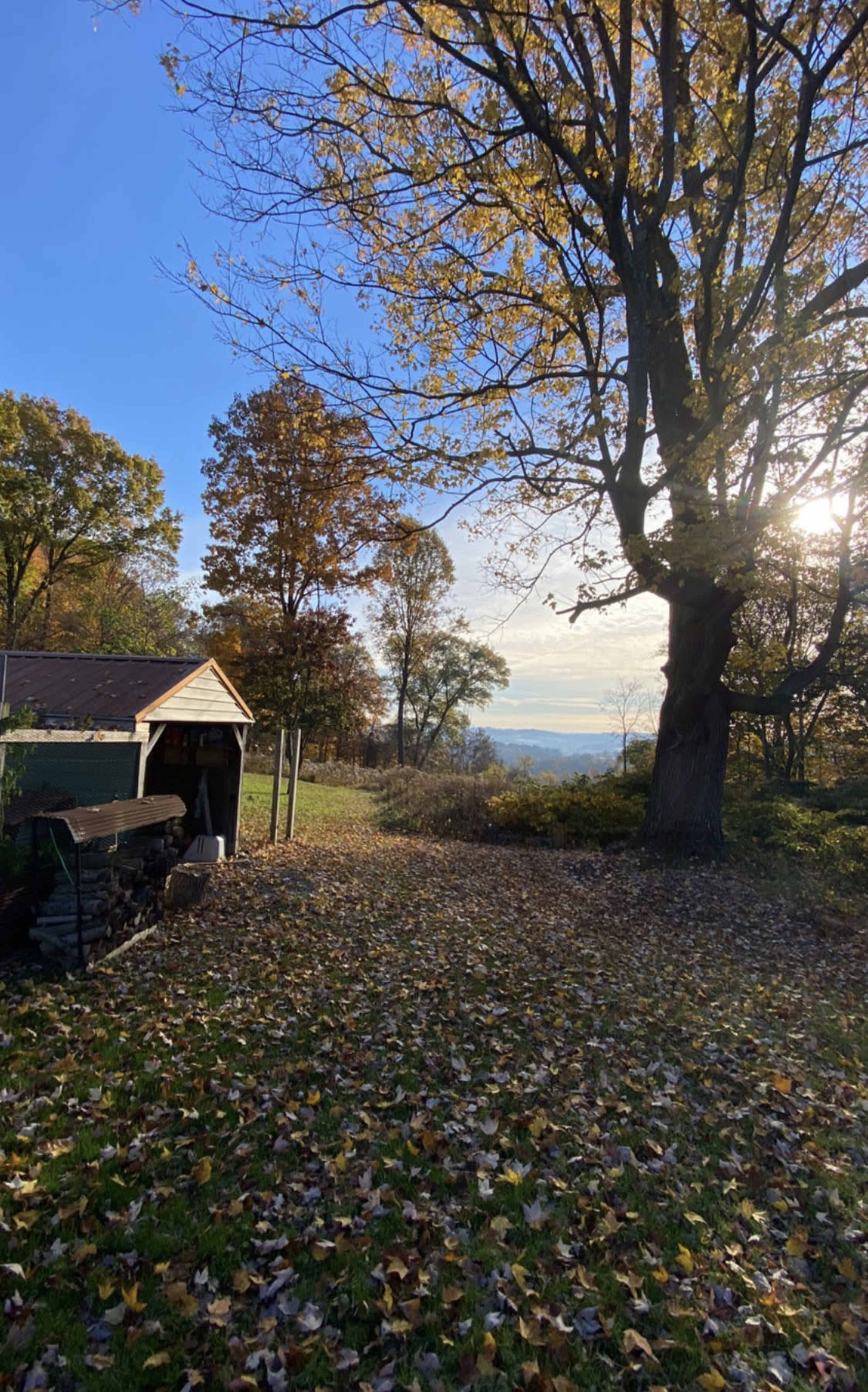 The image features a rural scene with a shed and a landscape of autumn trees and fallen leaves under a clear blue sky.