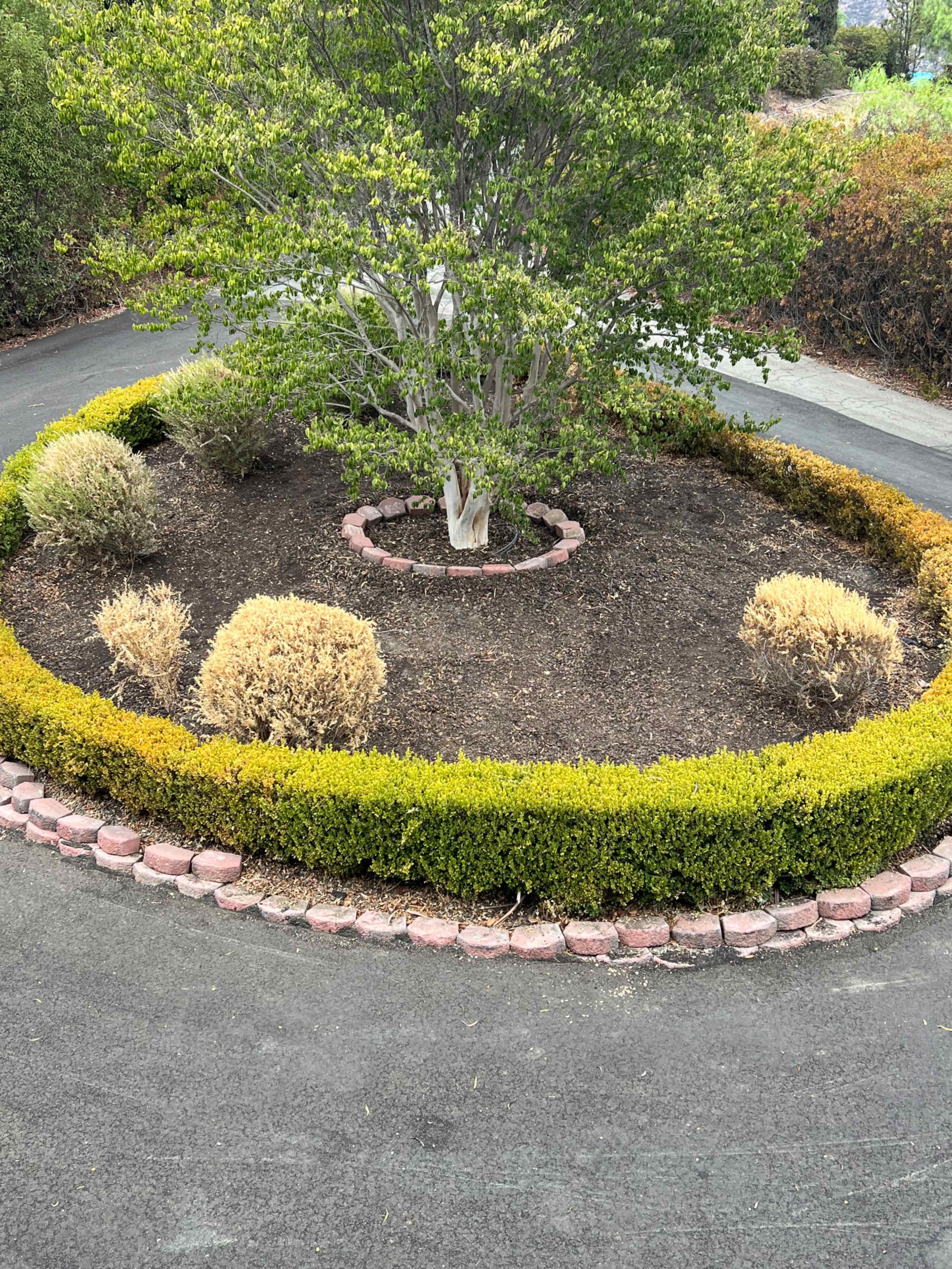 A circular garden feature with a small tree at the center, surrounded by neatly trimmed bushes and mulch, is bordered by a brick pathway.