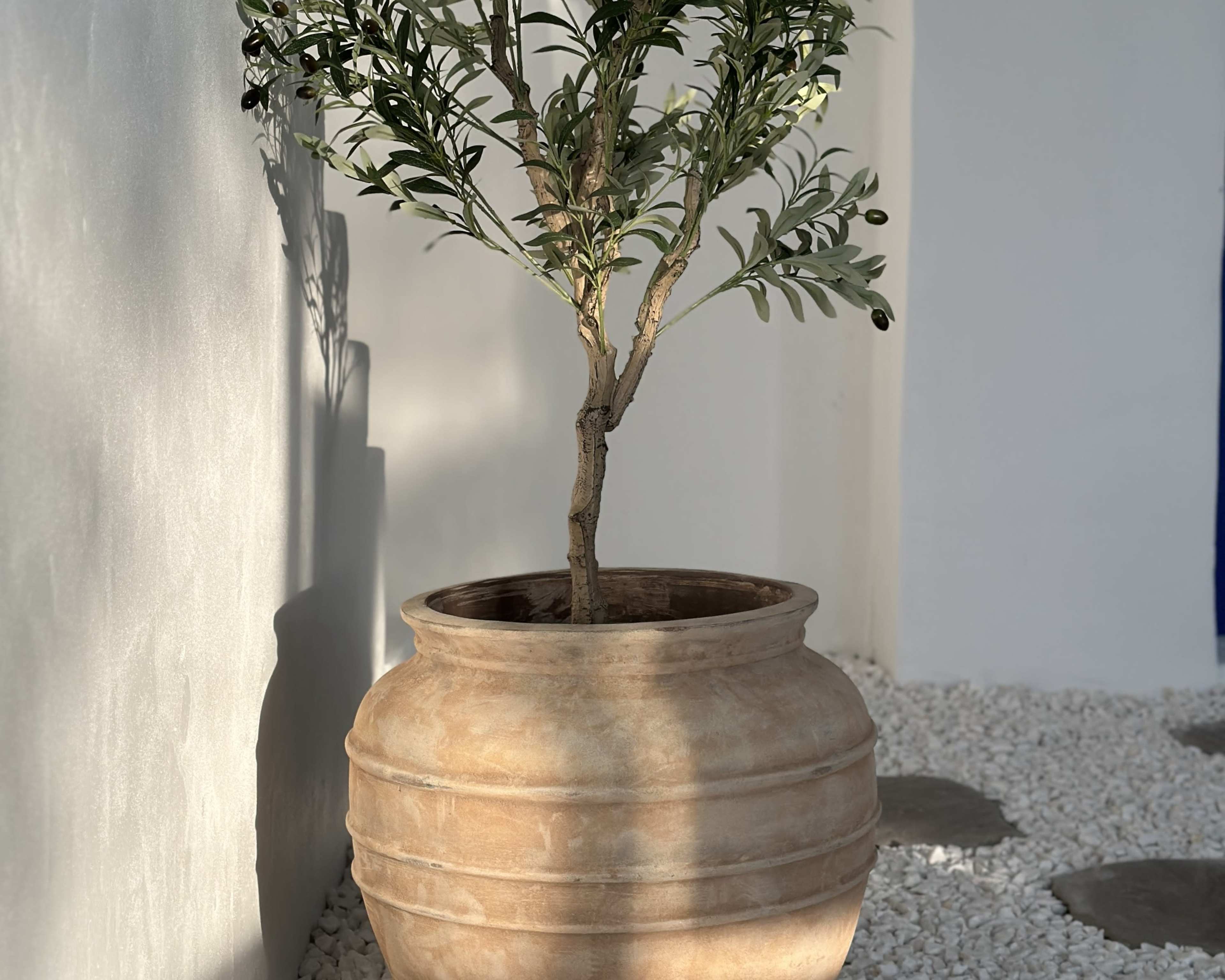 A large, textured clay pot holds a small olive tree against a white wall, with pebbles scattered on the ground.