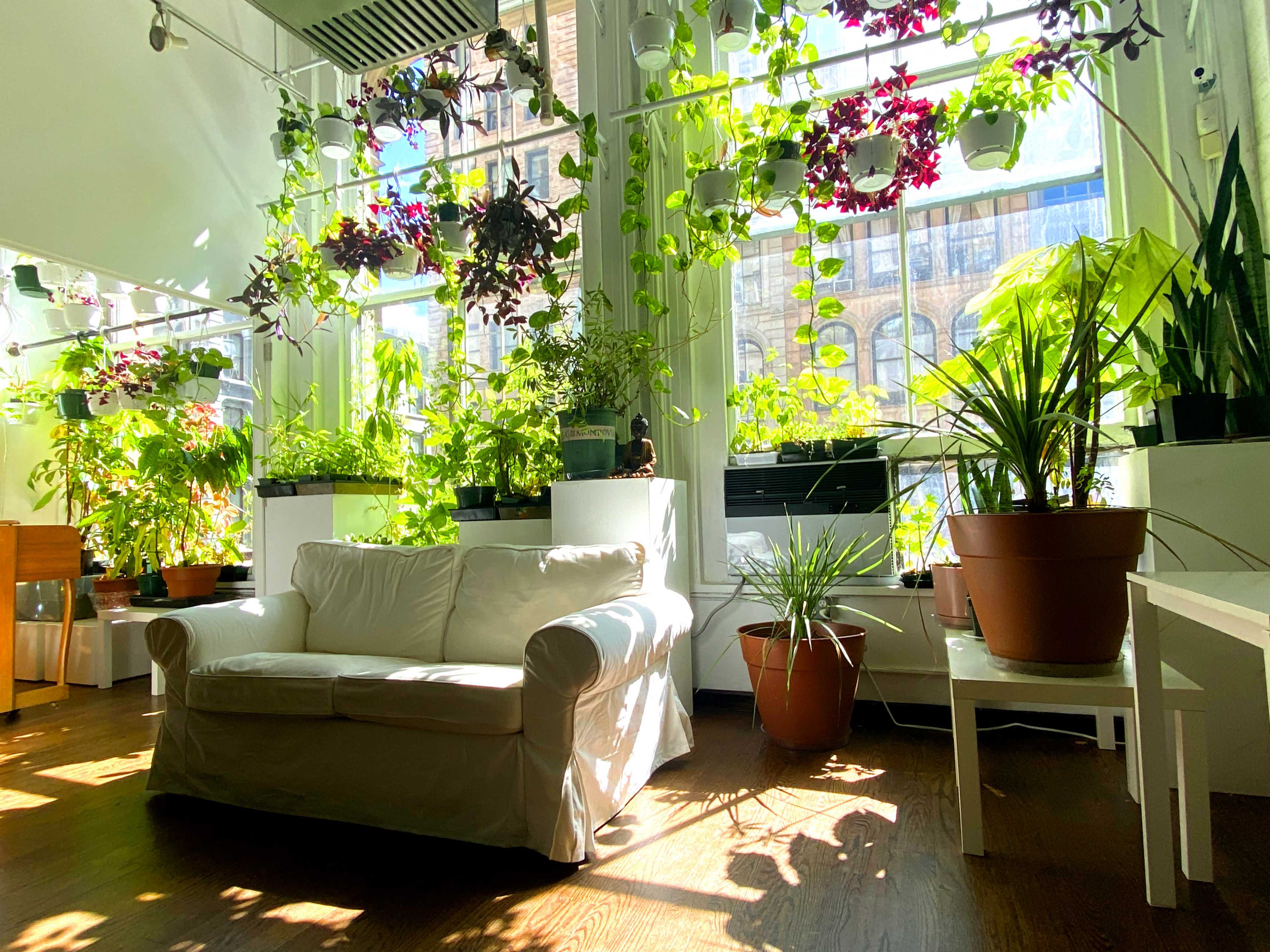 A bright room filled with various green plants displayed on shelves and hanging from the ceiling, featuring a white couch and wooden flooring.