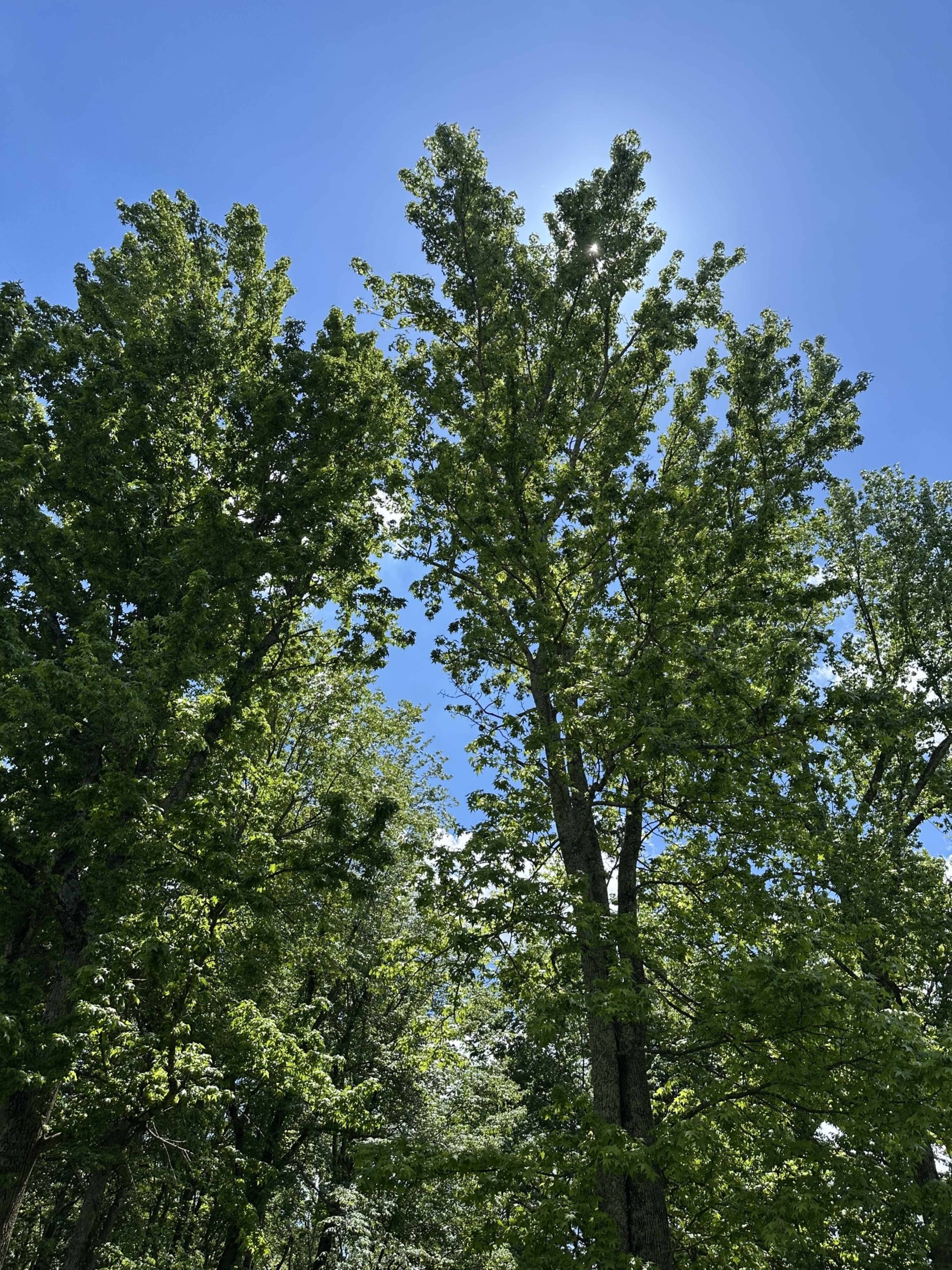Tall green trees reach upwards toward a bright blue sky partly covered by clouds.
