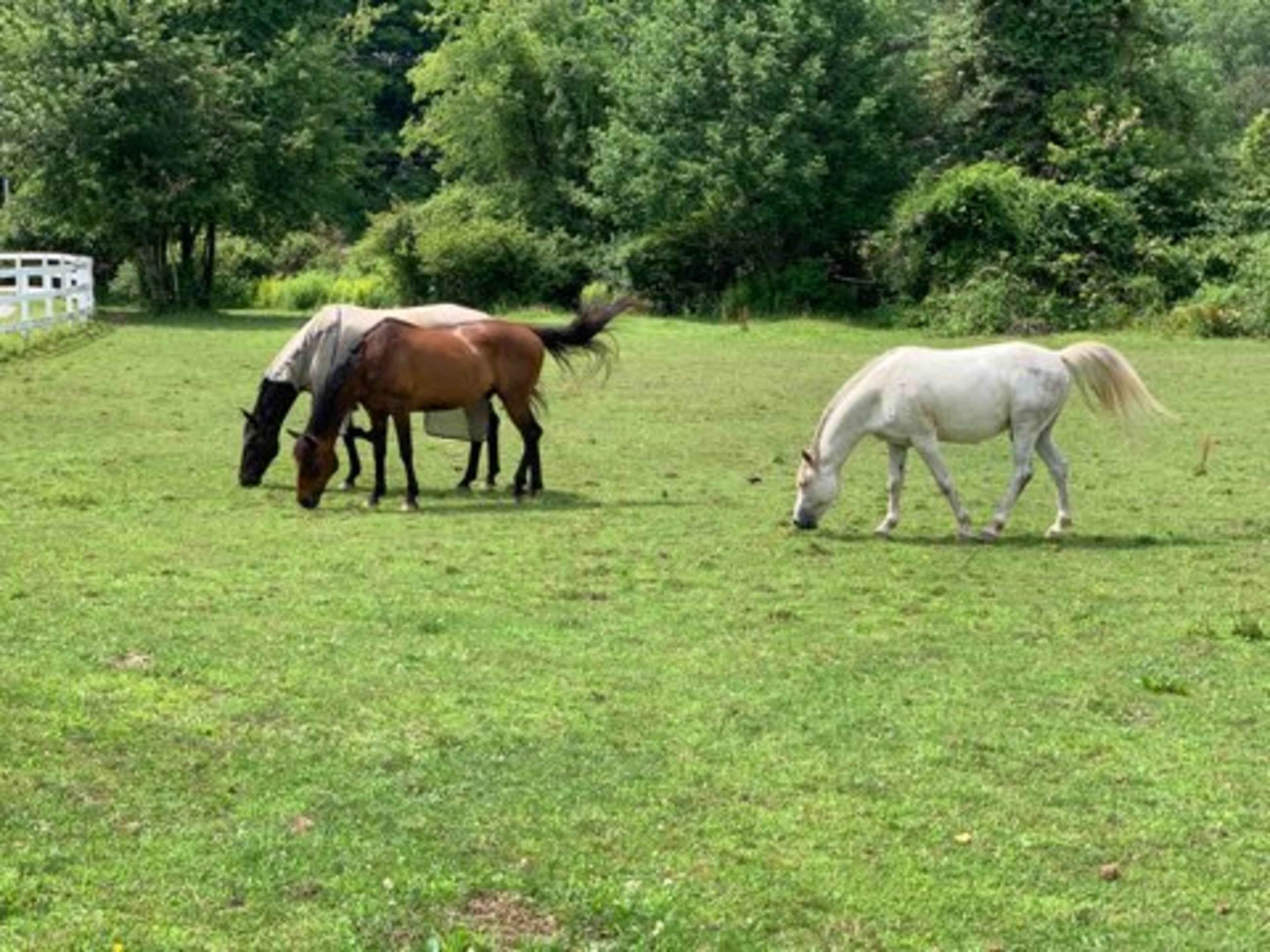 Three horses graze on a grassy field surrounded by trees and a white fence.