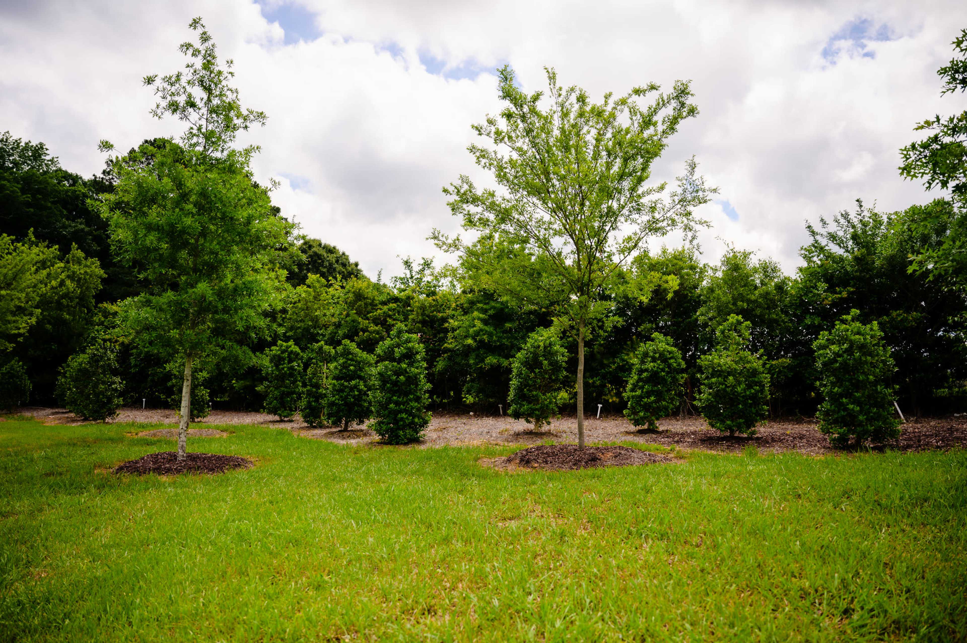 A grassy area with several young trees arranged in rows, surrounded by a dense line of shrubs and under a cloudy sky.