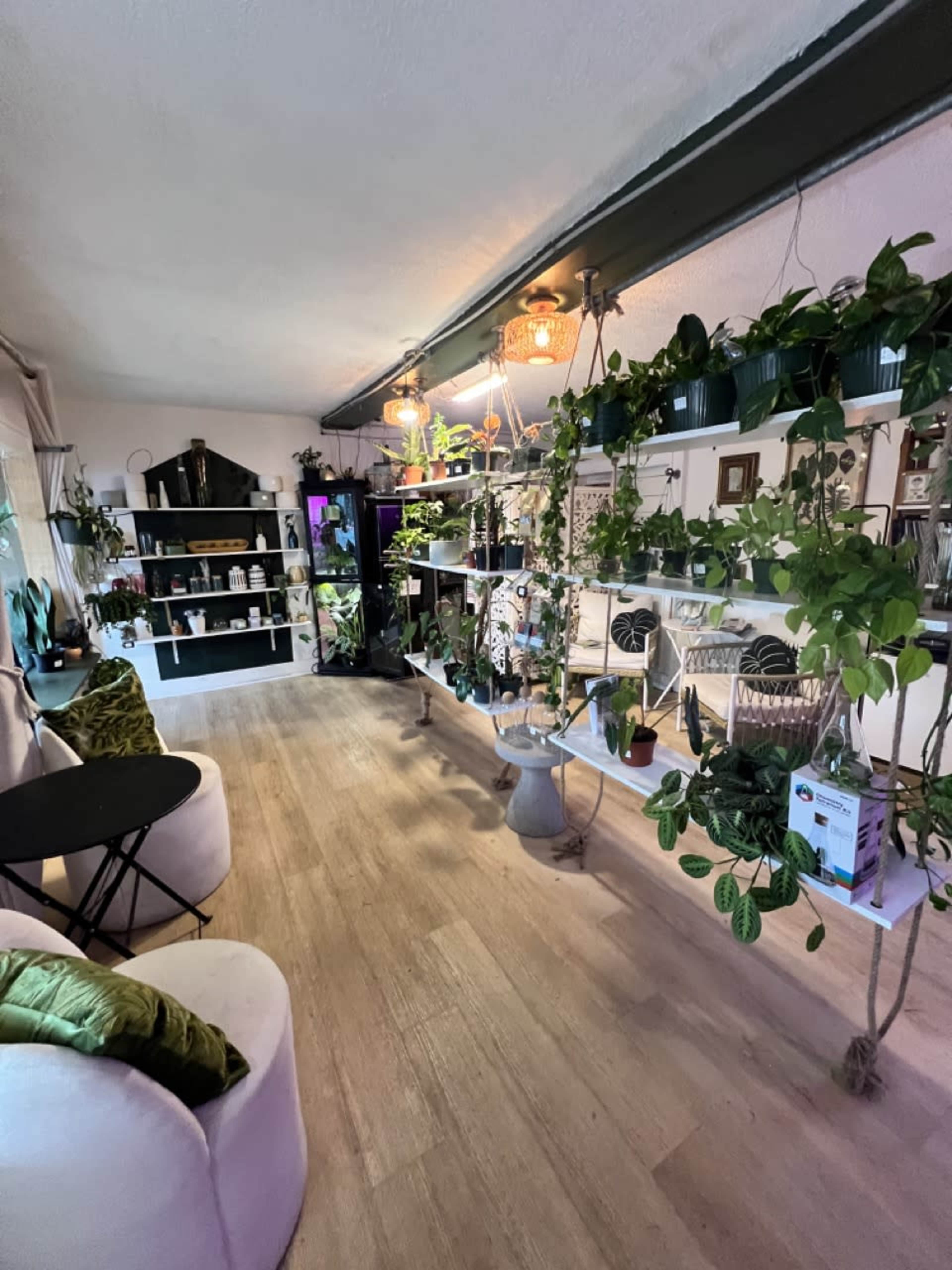The image shows a well-lit indoor space with shelves lined with various potted plants, a small black table, and green seating.