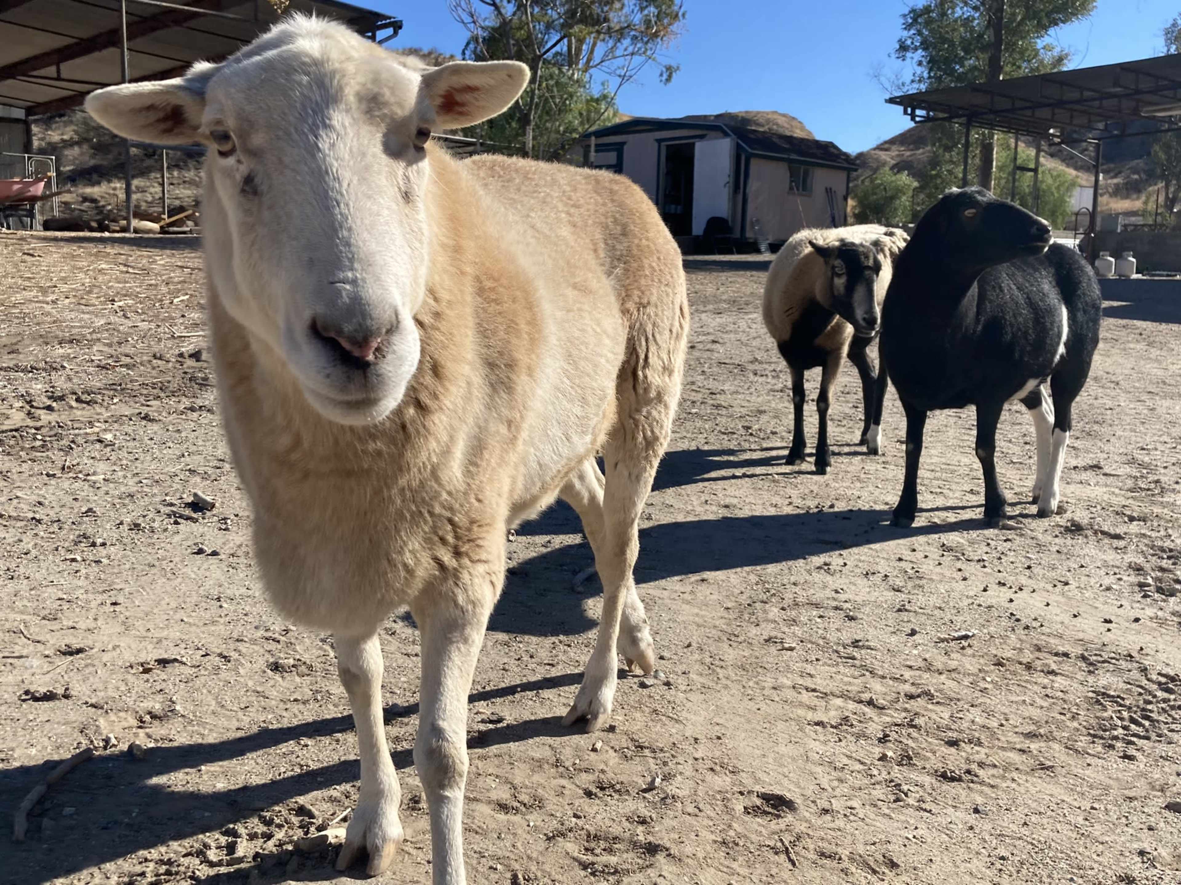Three sheep stand on a dirt path near a barn in a sunny rural area.