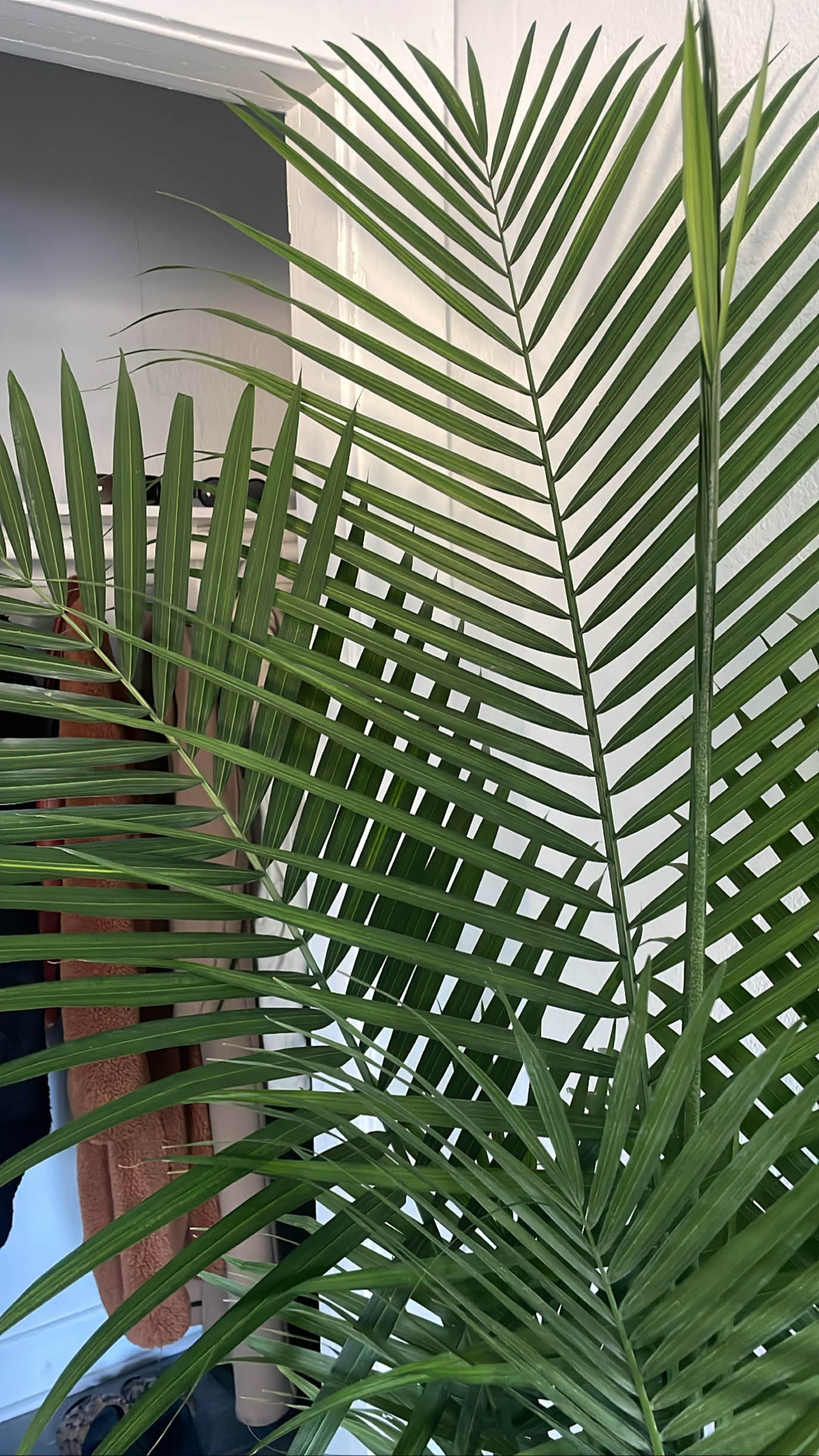 A green palm plant with elongated leaves is prominently displayed in the foreground, partially obscuring a doorway and hanging clothing in the background.