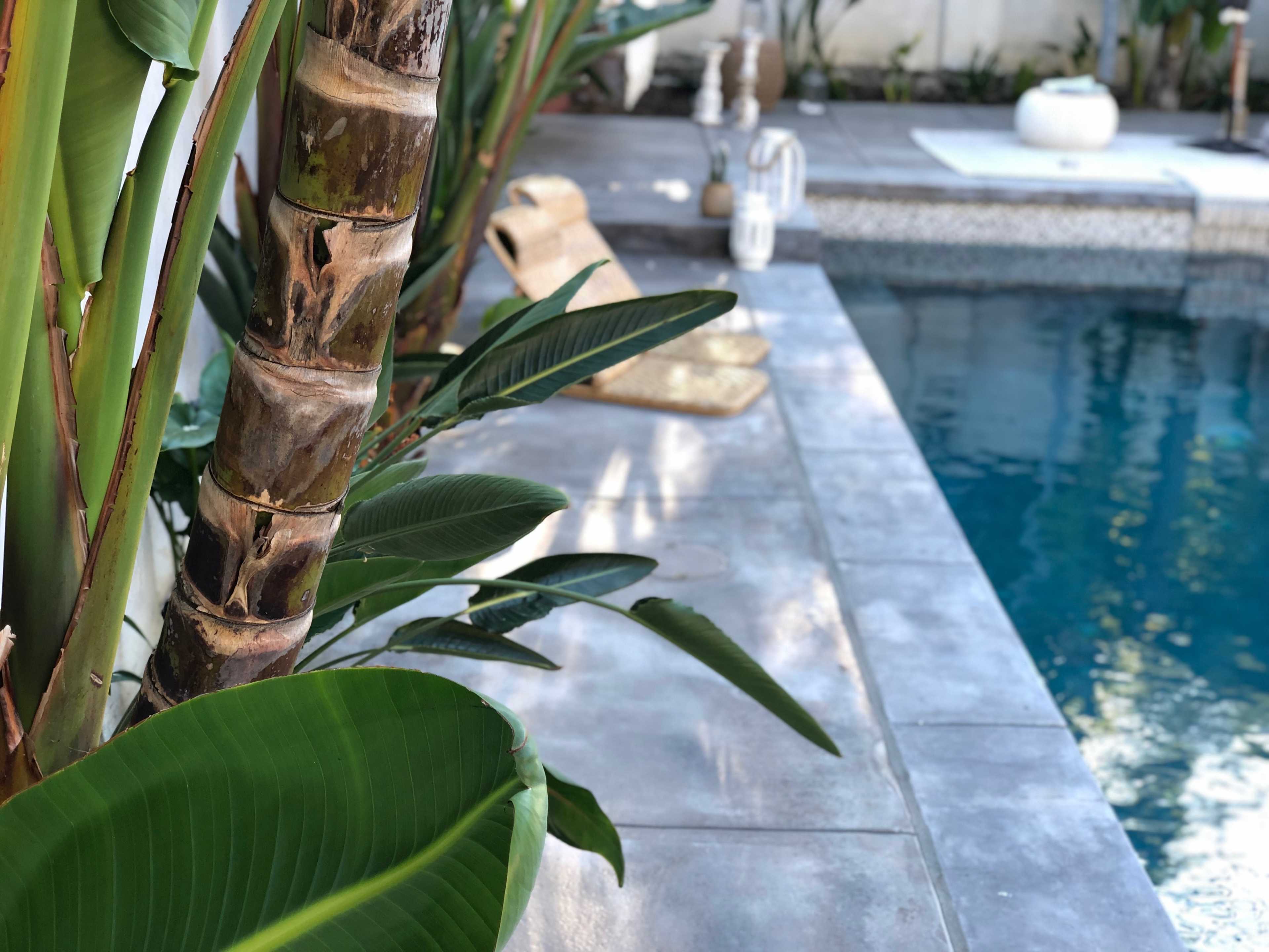 A concrete poolside area with tropical plants alongside a clear blue swimming pool.