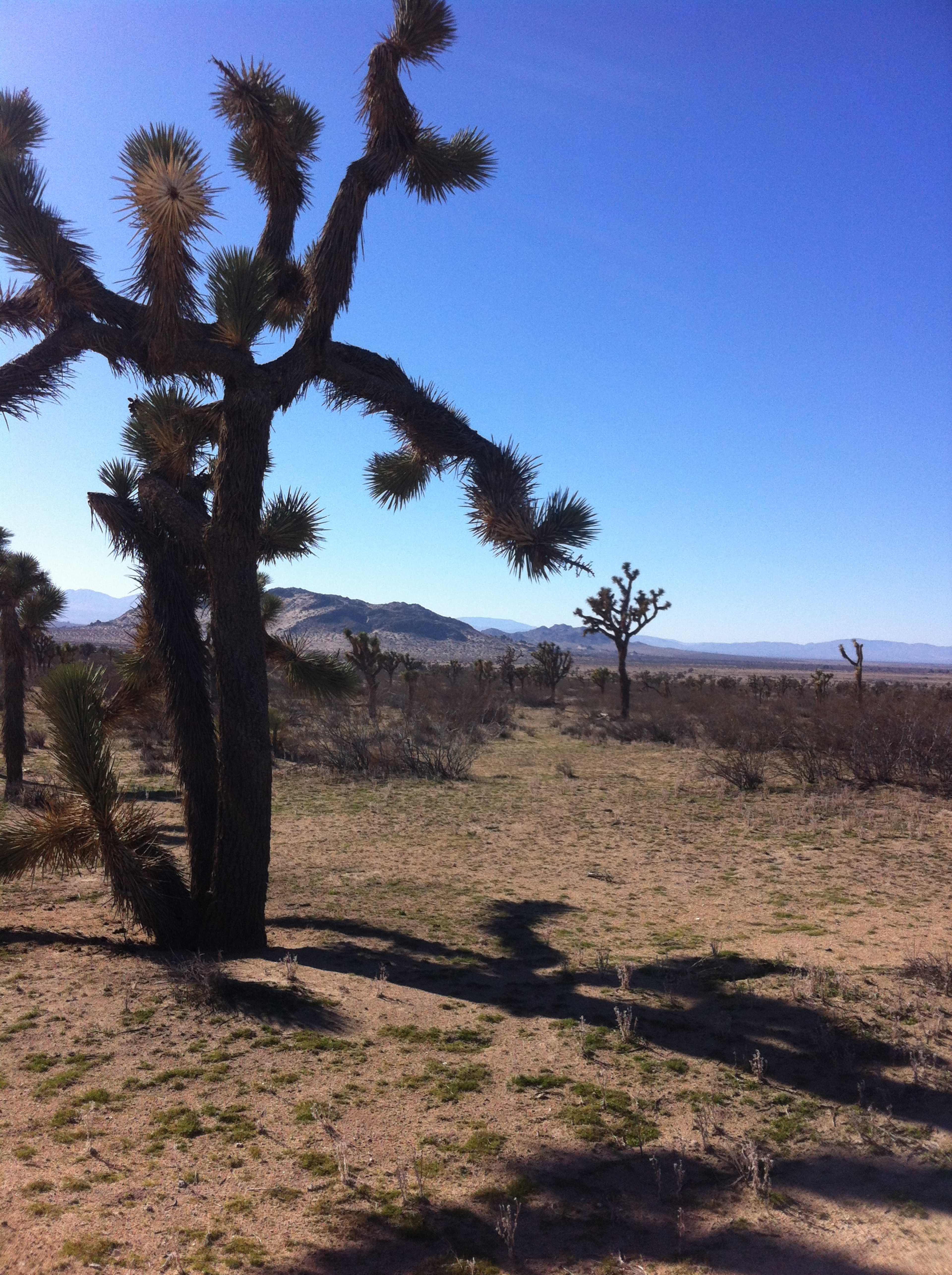 A desert landscape features Joshua trees with mountains in the background under a clear blue sky.
