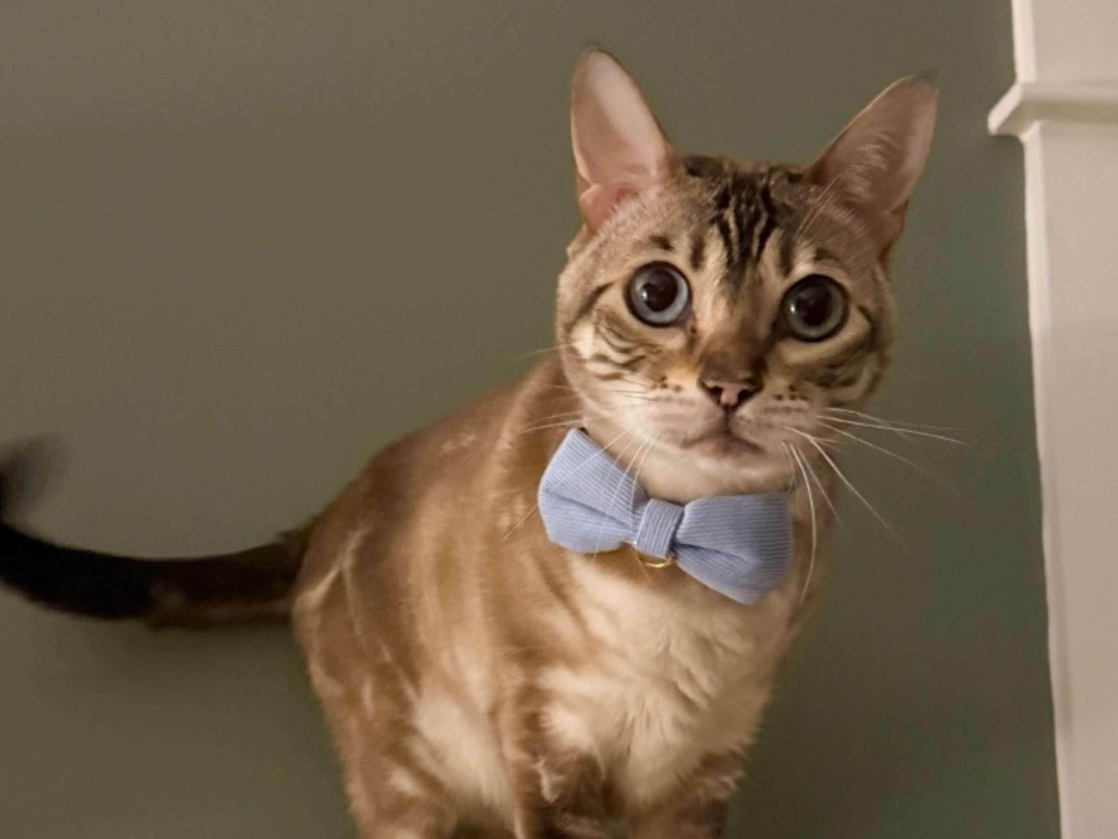 Cats Removed From Premises