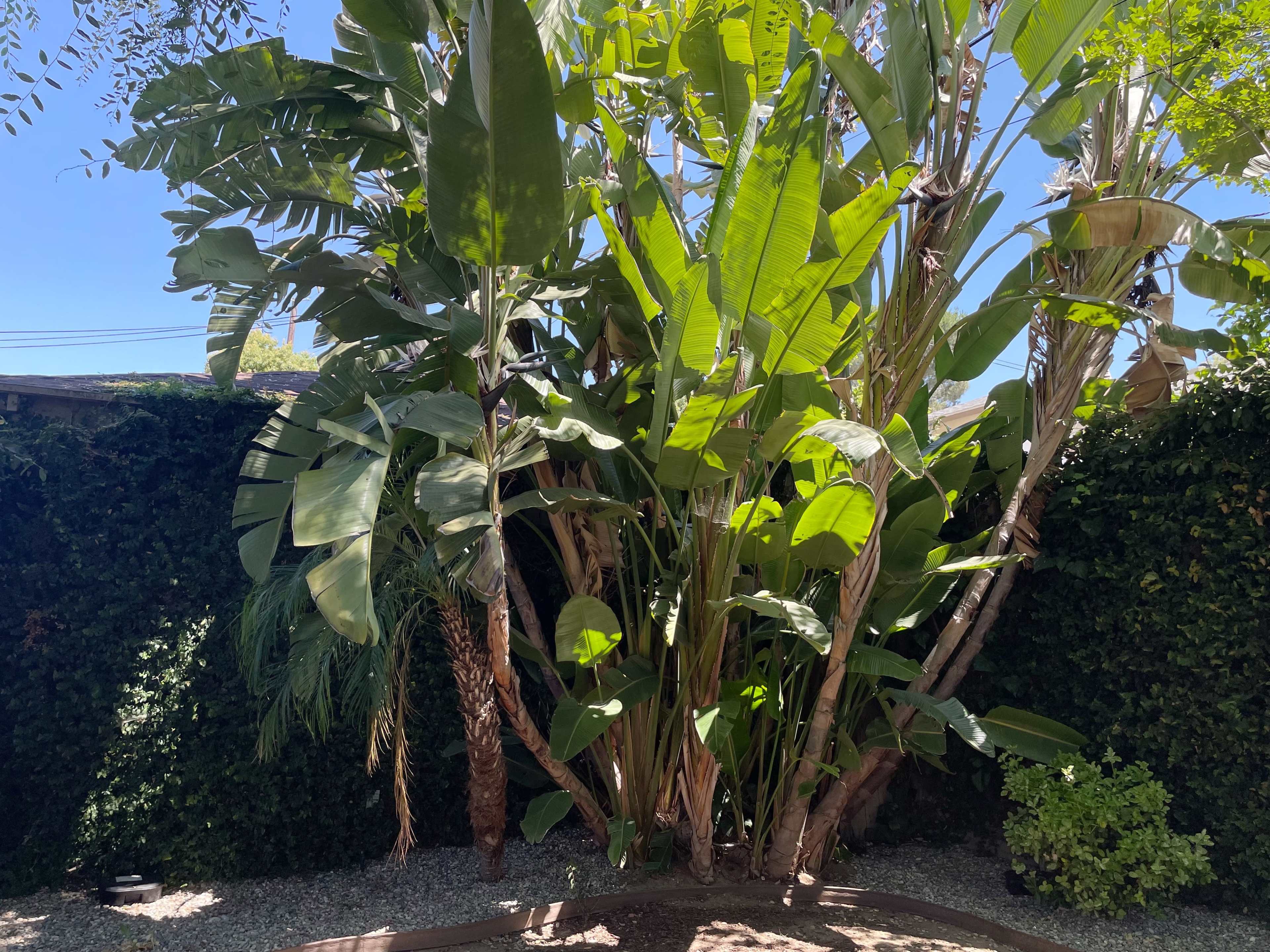 A dense cluster of tall green plants stands in a garden surrounded by a gravel path and lush foliage.