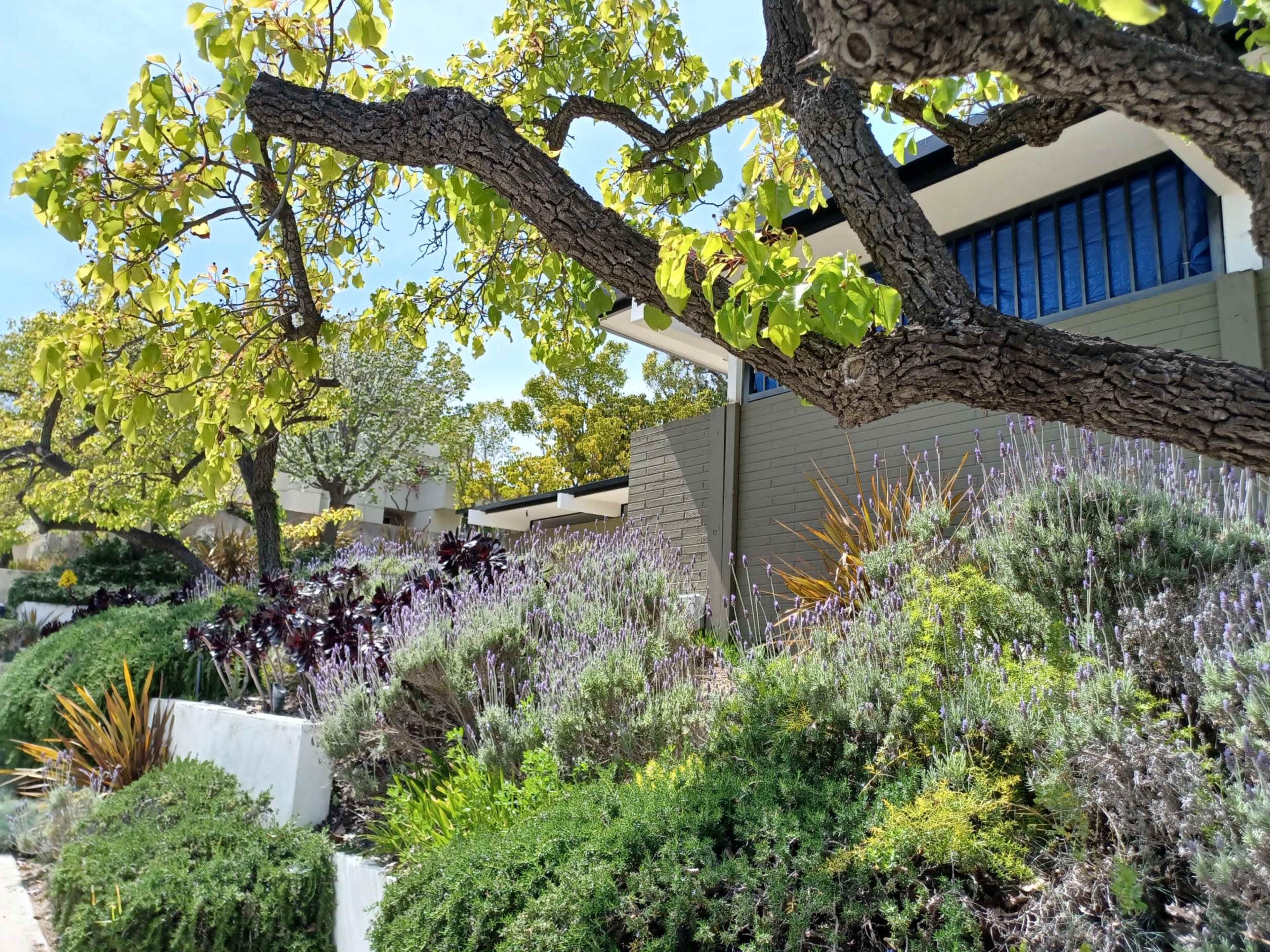 A landscaped garden features various plants and shrubs with a prominent tree branch extending over the area beside modern buildings.
