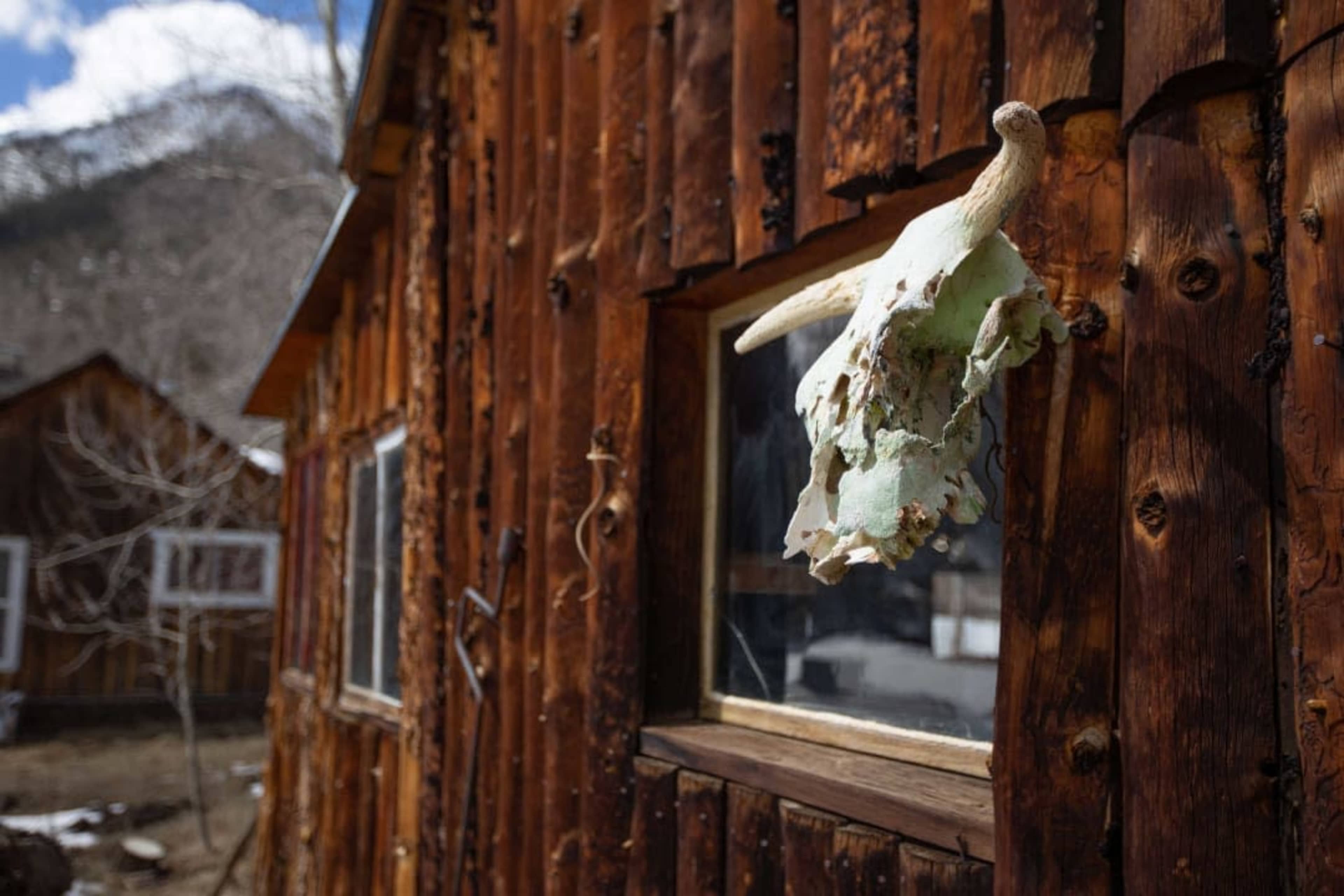 A weathered wooden cabin features a window adorned with a deer skull hanging nearby.