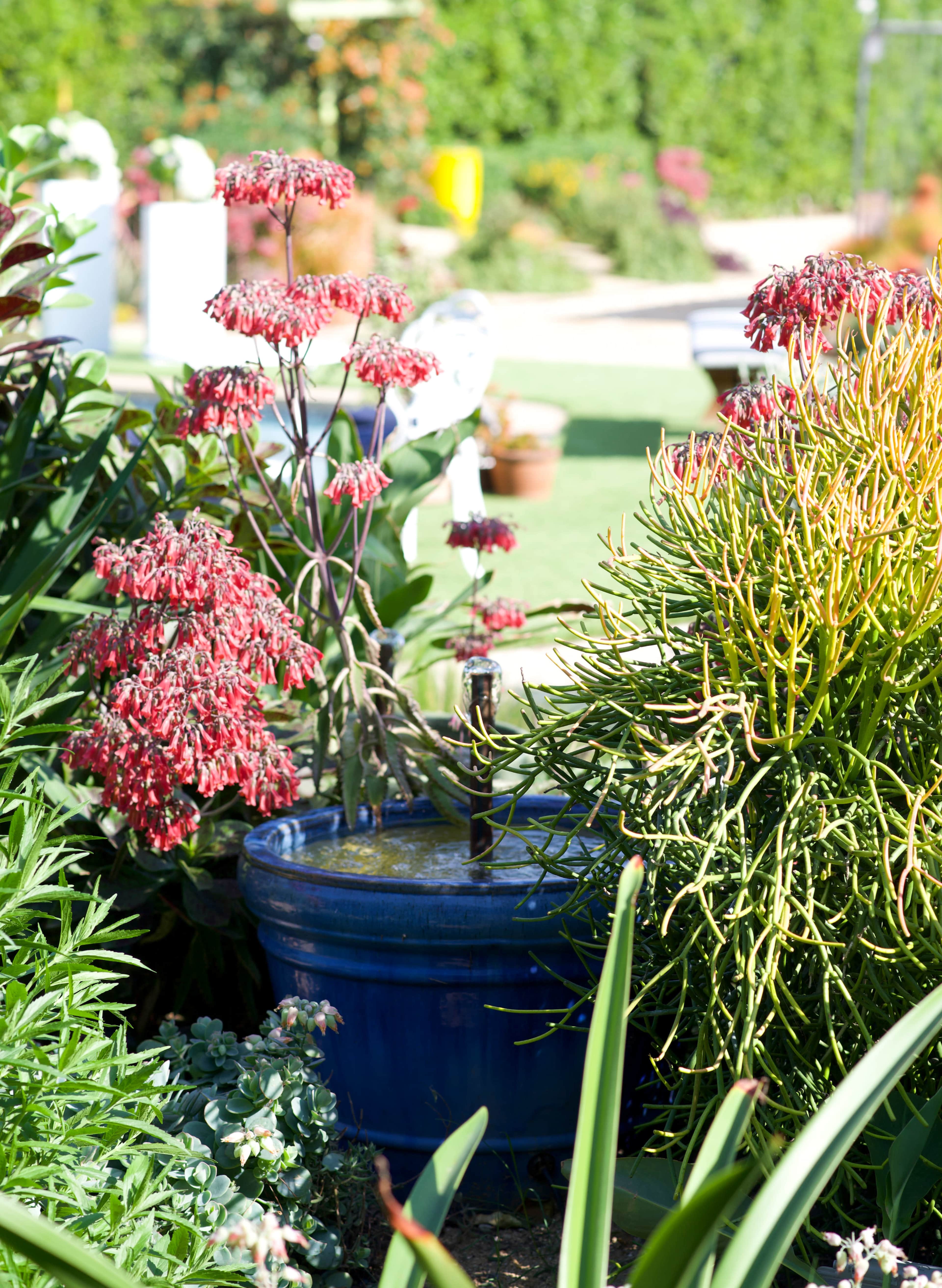 A blue pot with a fountain is surrounded by various green plants and red-flowered succulents in a garden setting.