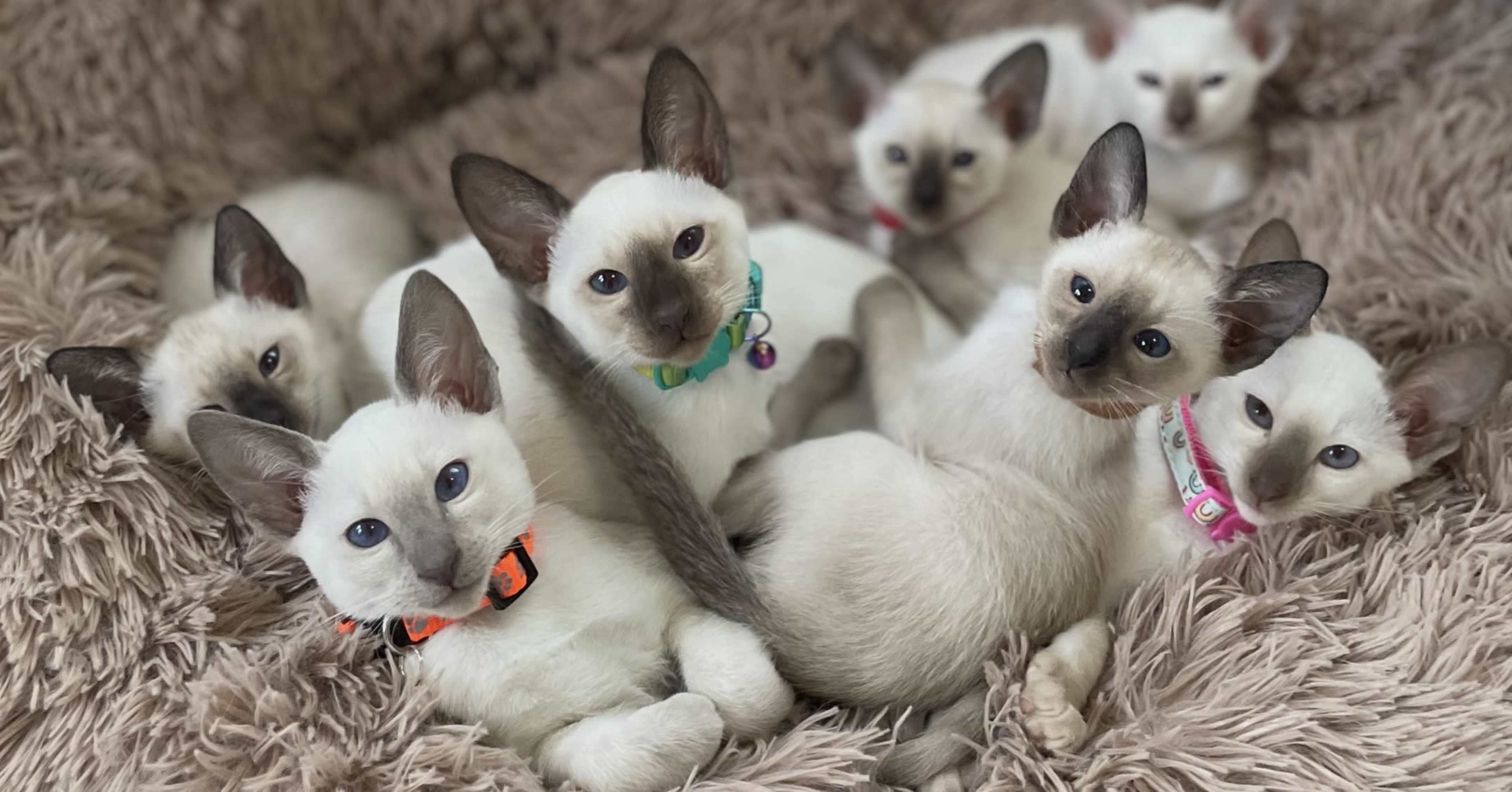A group of eight Siamese kittens with colorful collars are cuddling together on a fluffy blanket.