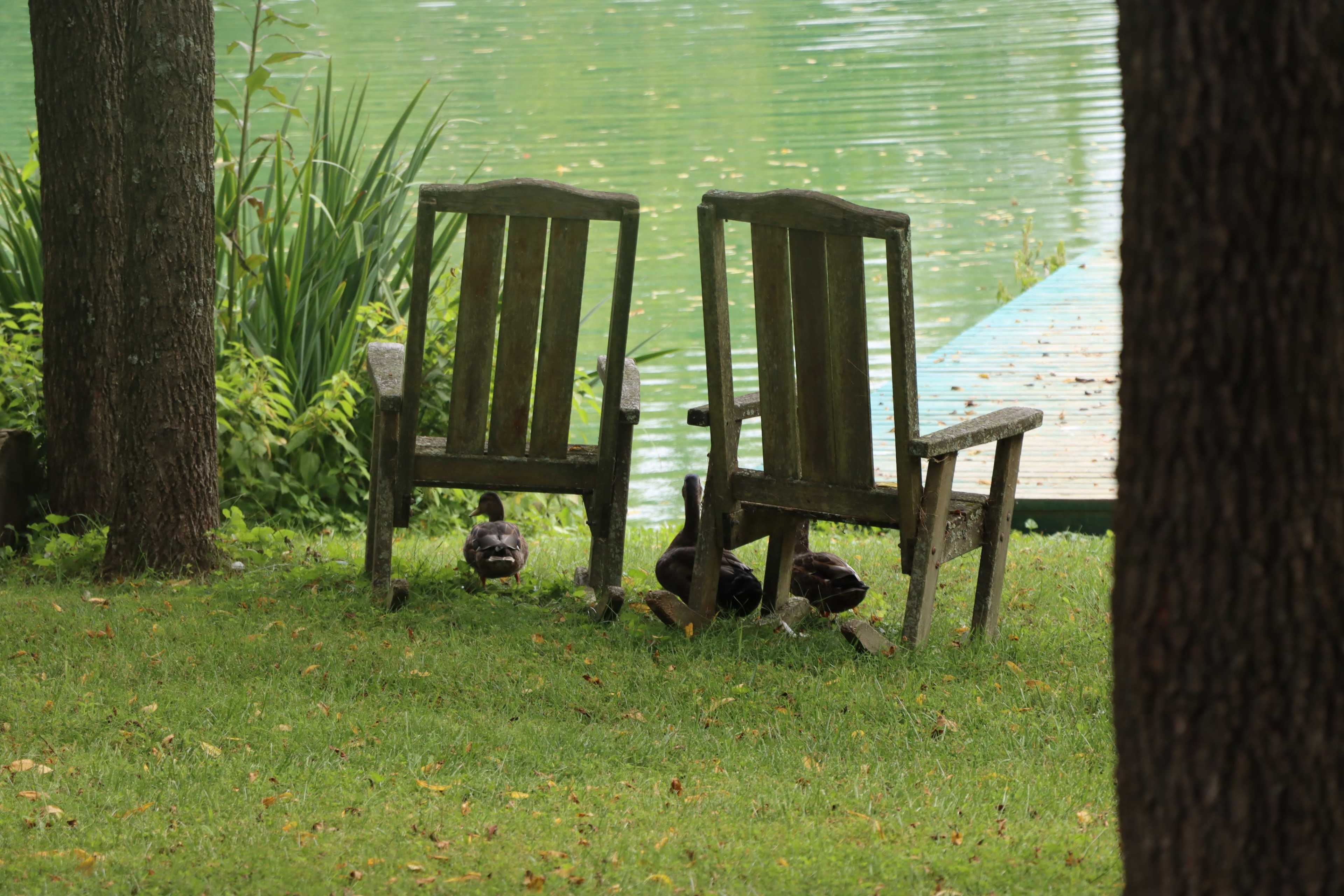 Two weathered wooden chairs sit on grass near a pond, with ducks gathered underneath them.