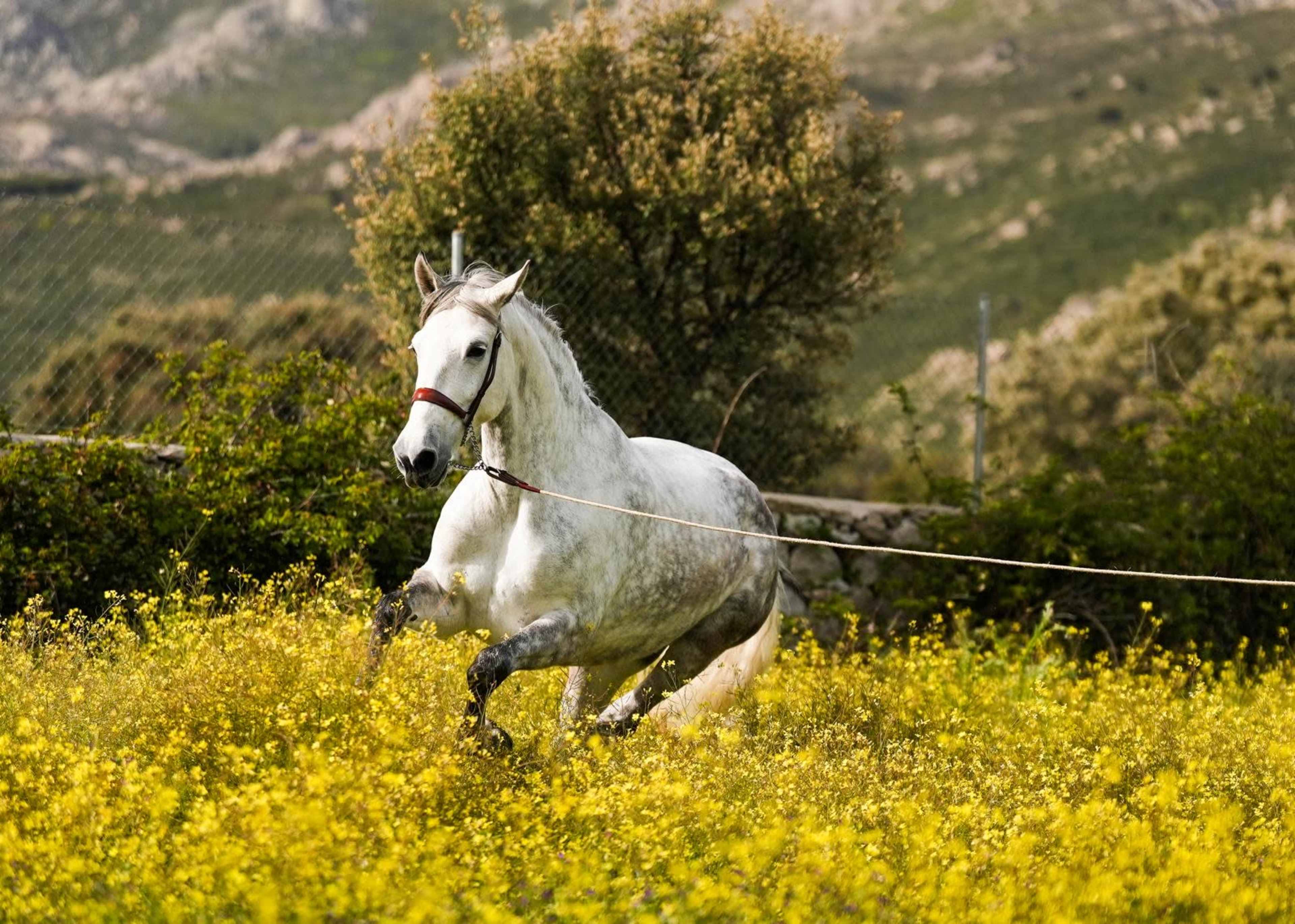 A white horse runs through a field of yellow wildflowers with green hills in the background.