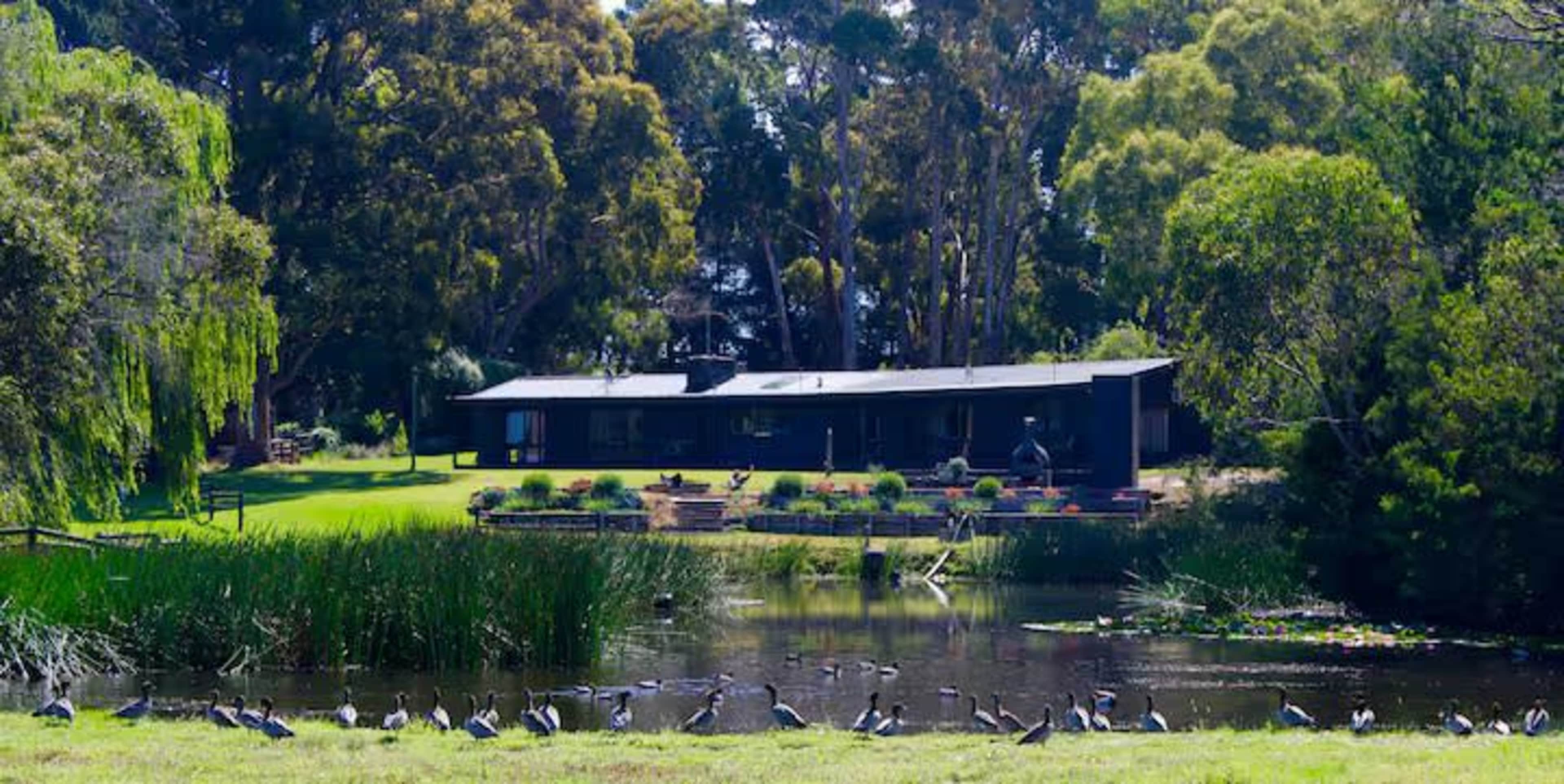 A black house with a landscaped yard is situated near a pond, where several birds are gathered along the water's edge.
