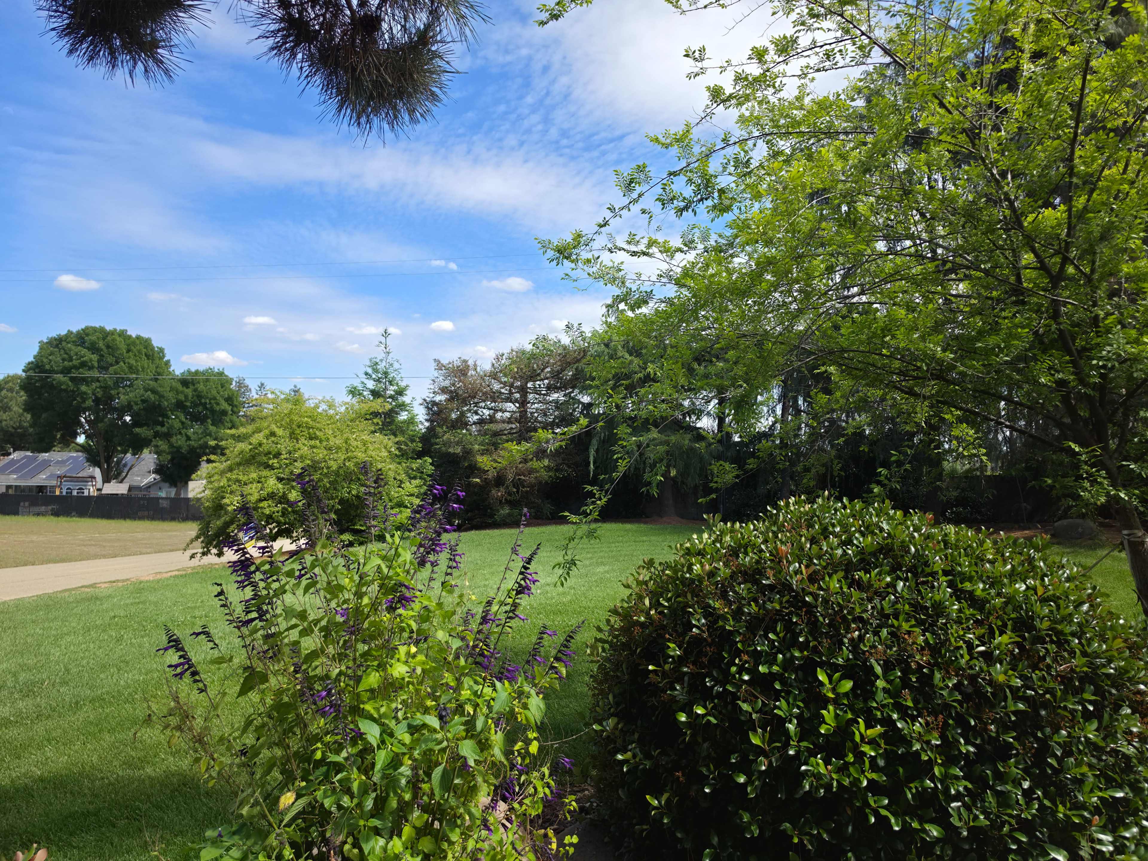 The image shows a green lawn surrounded by various plants and trees under a partly cloudy sky.