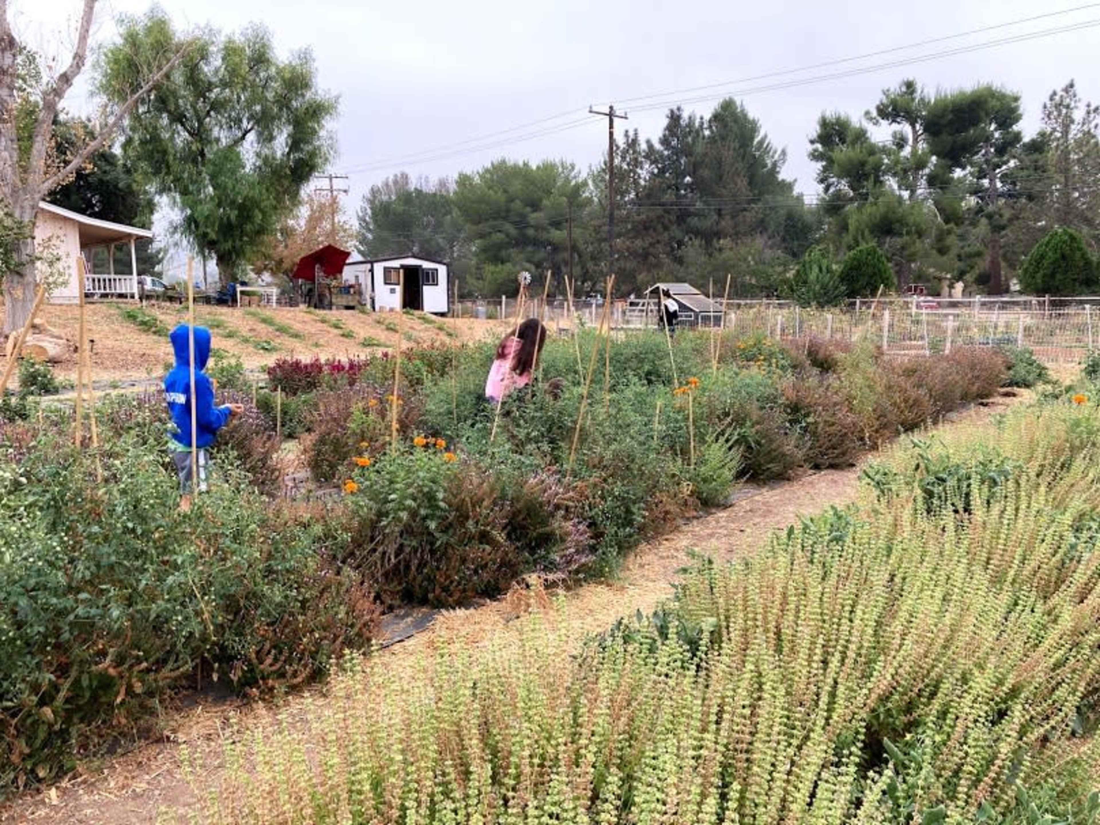 Two children work among rows of various plants in a garden with a house and trees in the background.