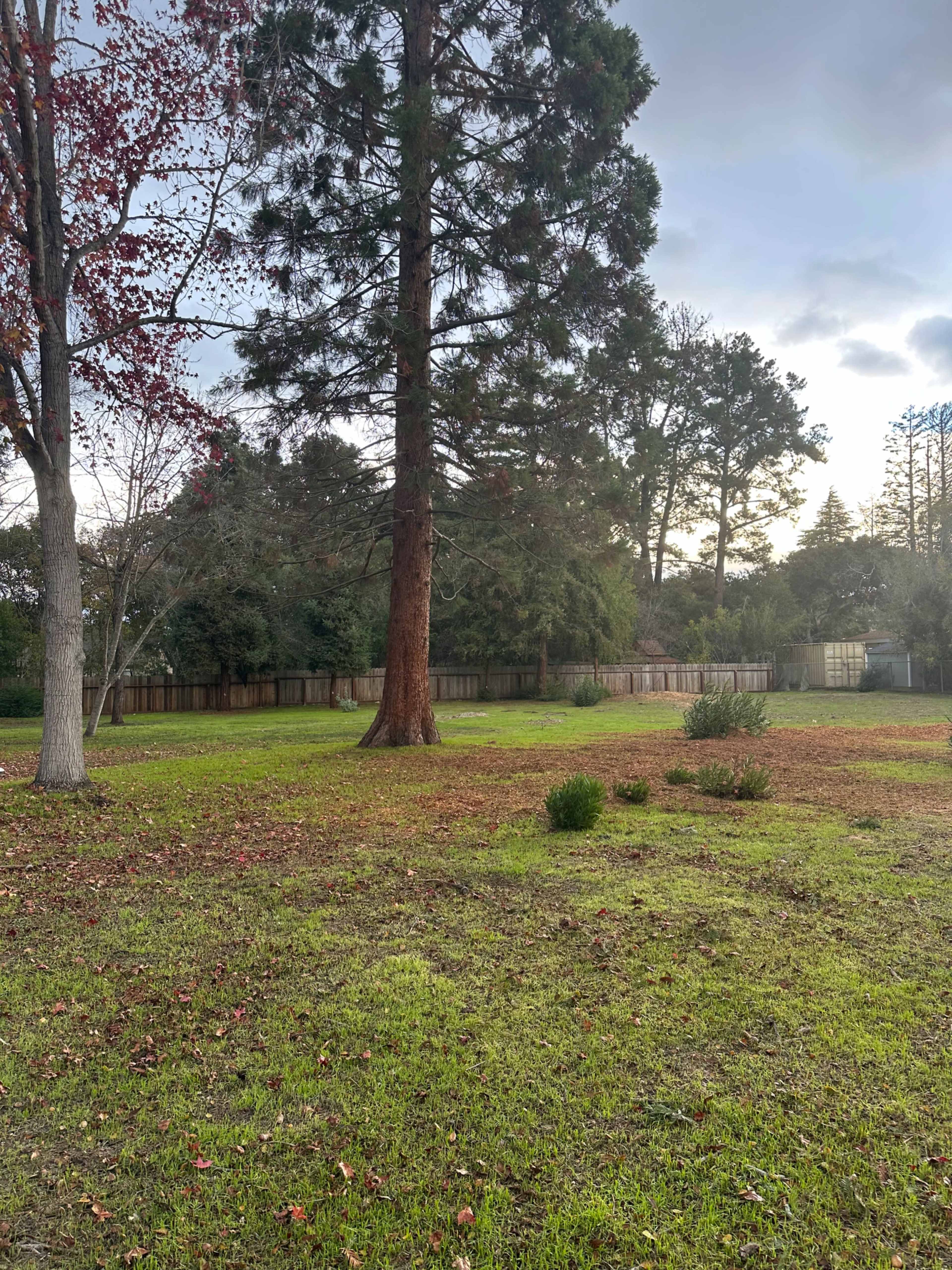 The image shows a spacious grassy area with a tall tree in the foreground and a wooden fence in the background.