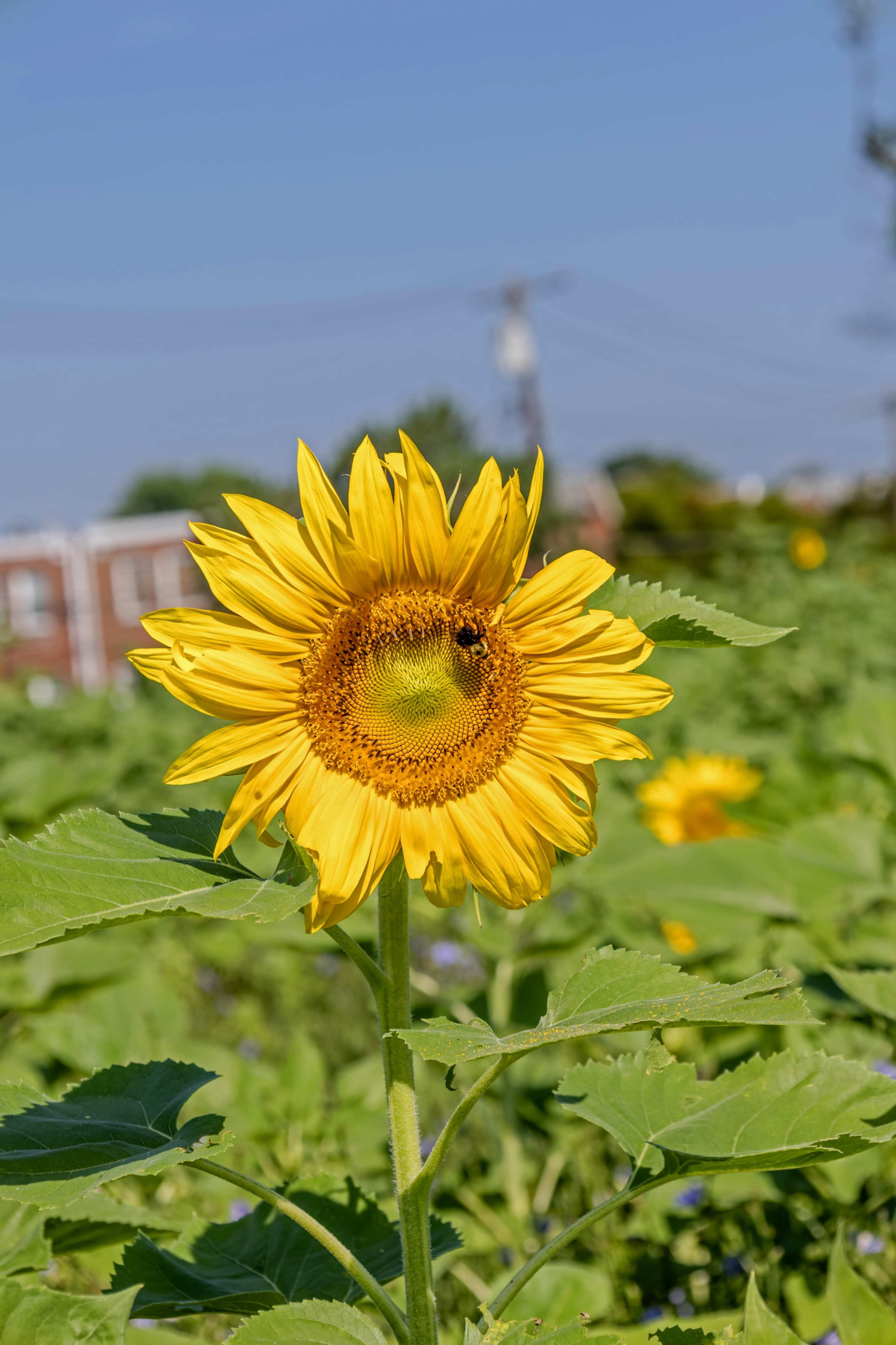 Sunflower Field in Northeast Philadelphia Image in Northeast Philadelphia, Philadelphia, PA
