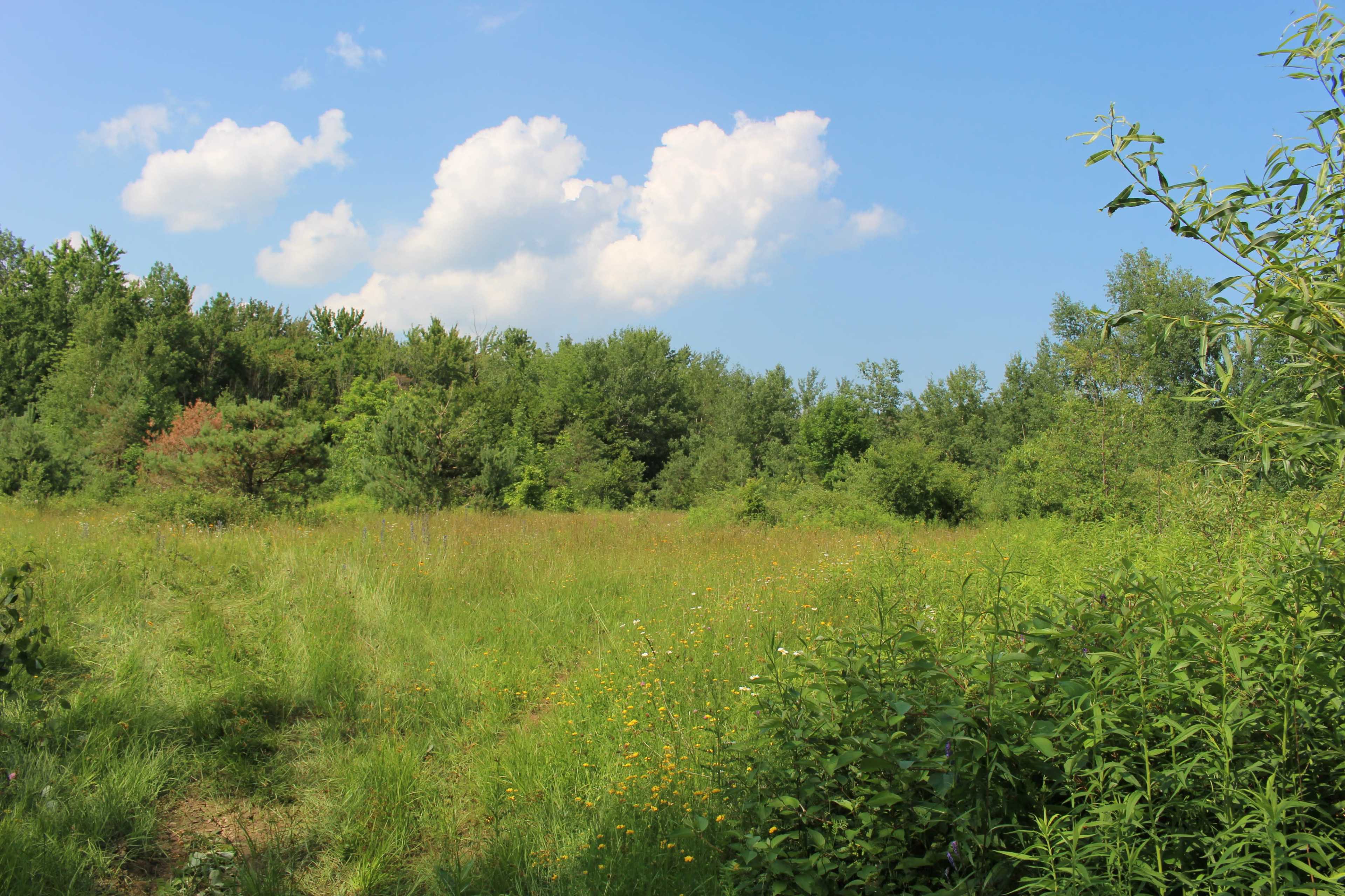 A grassy field is surrounded by trees and patches of wildflowers under a blue sky with scattered clouds.
