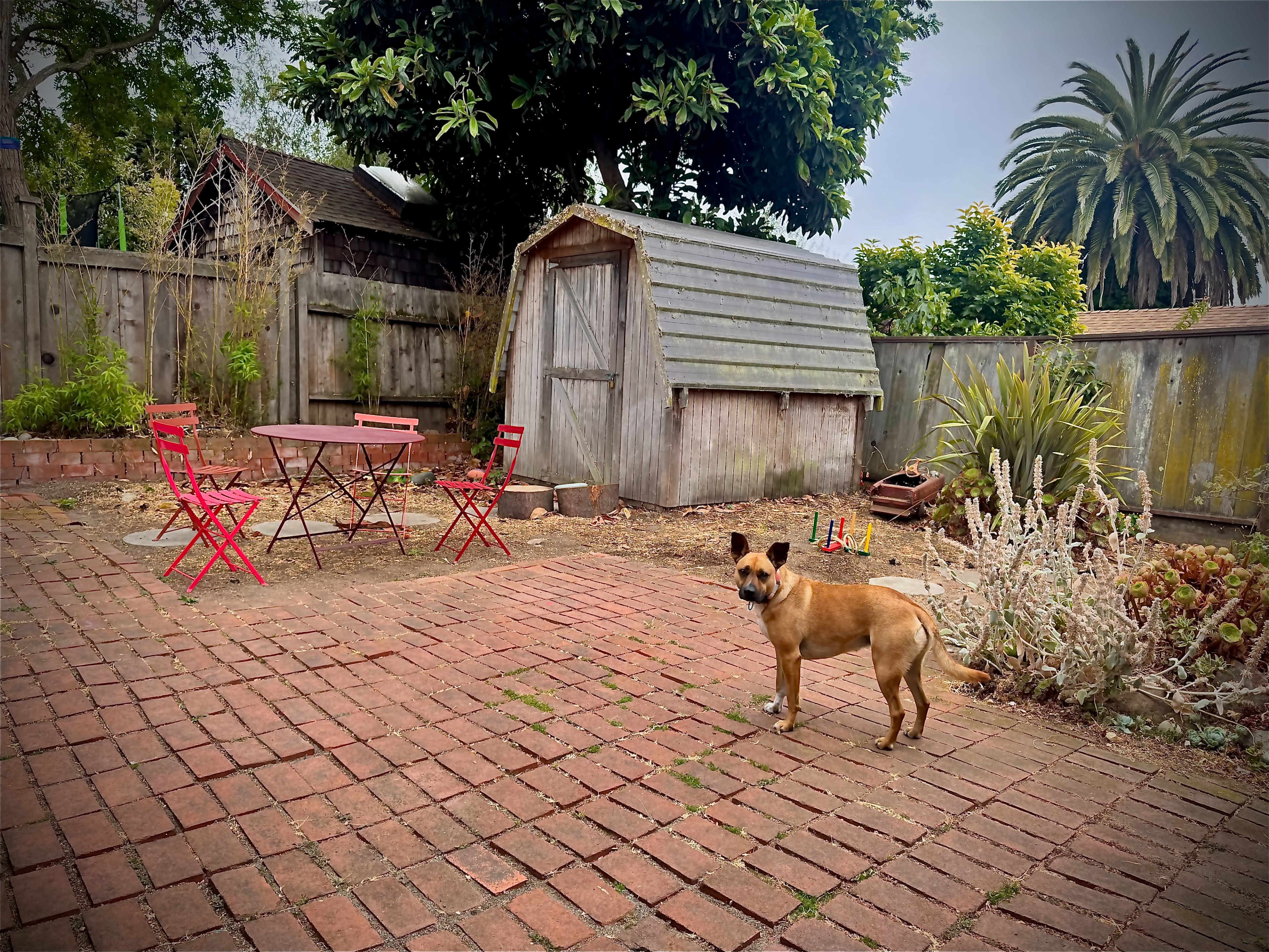 A dog stands on a brick patio surrounded by a wooden fence, a dilapidated shed, and various plants.