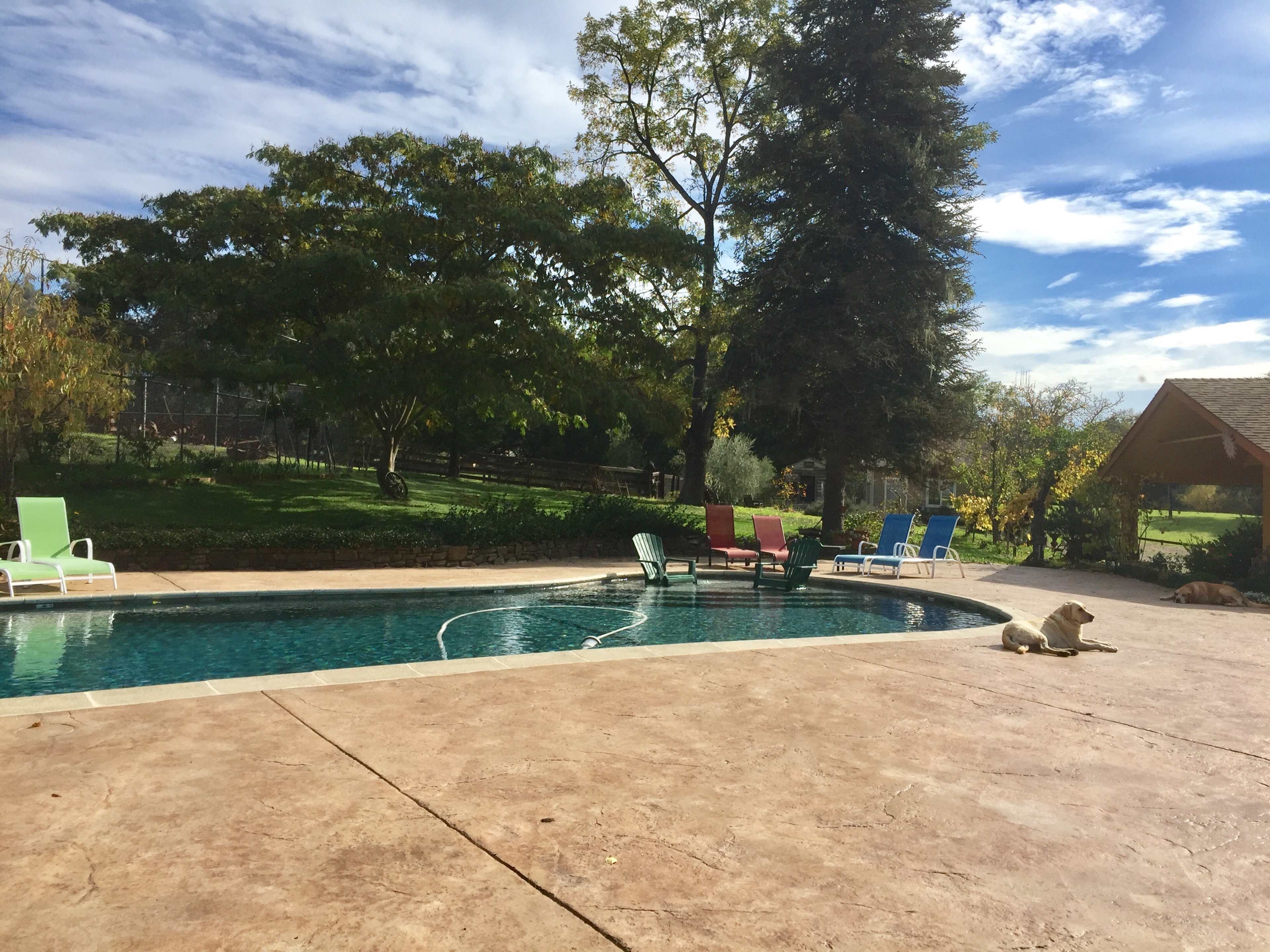 A swimming pool surrounded by colorful lounge chairs and a dog resting on the deck, with trees and a house in the background.