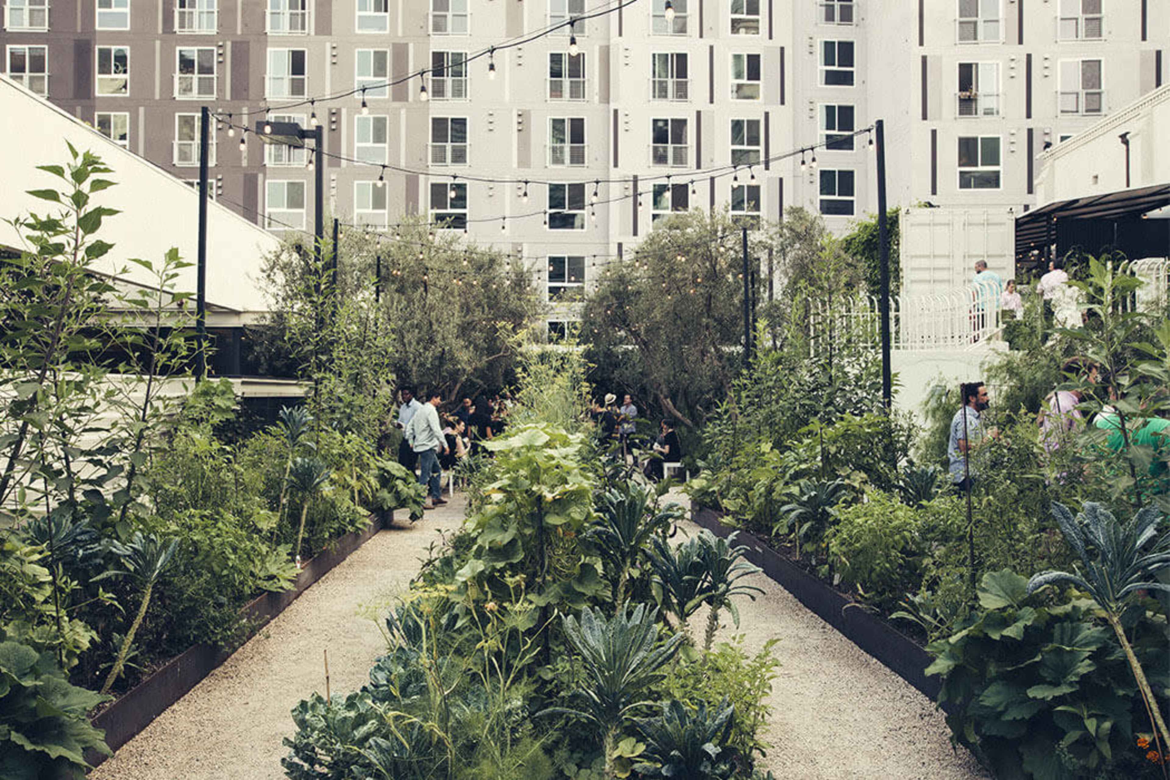 The image shows a community garden with rows of lush greenery and people mingling in the background, surrounded by modern buildings.
