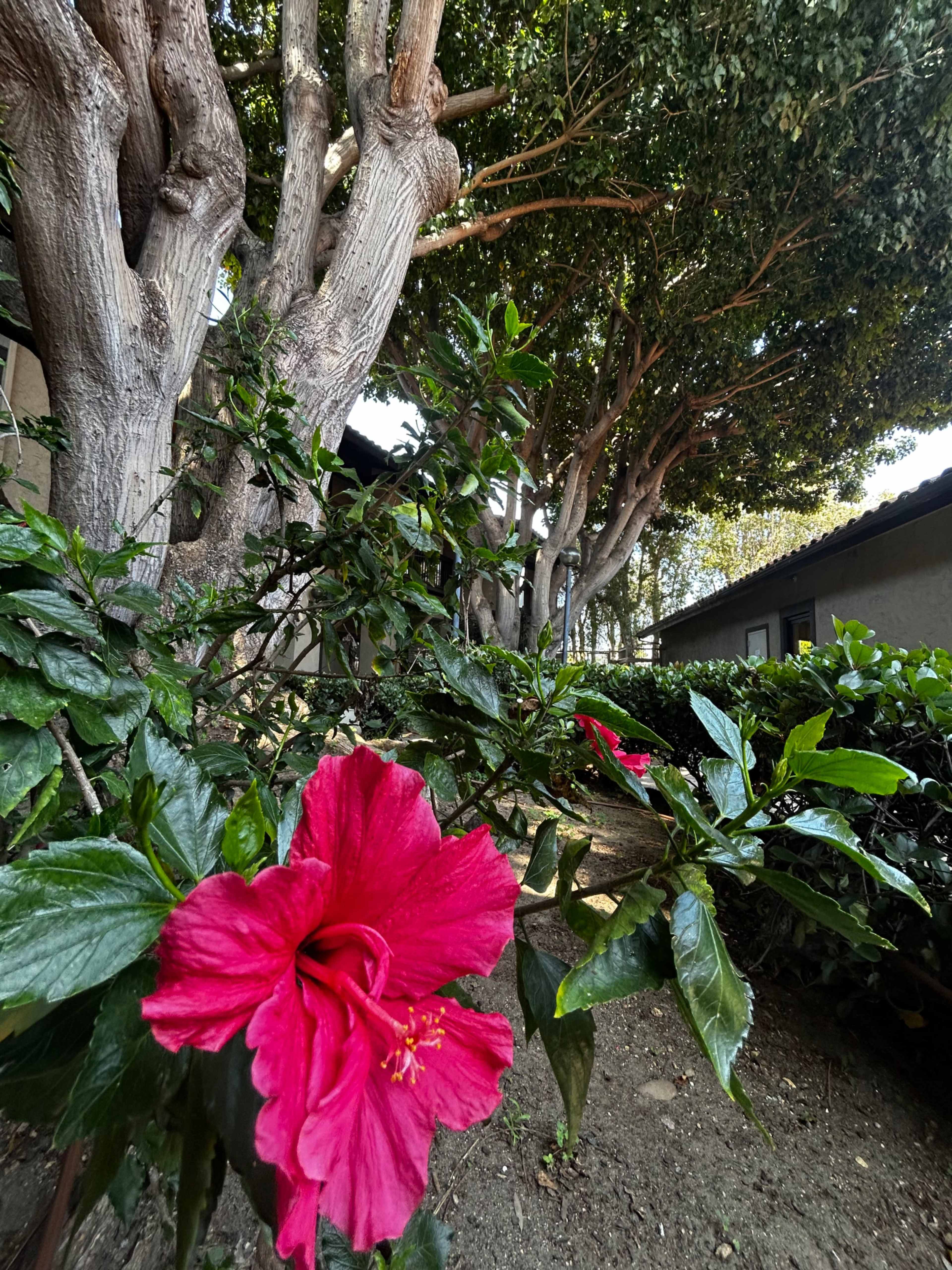 A vibrant pink hibiscus flower blooms in the foreground, surrounded by lush green leaves, while tall trees create a shaded area in the background.