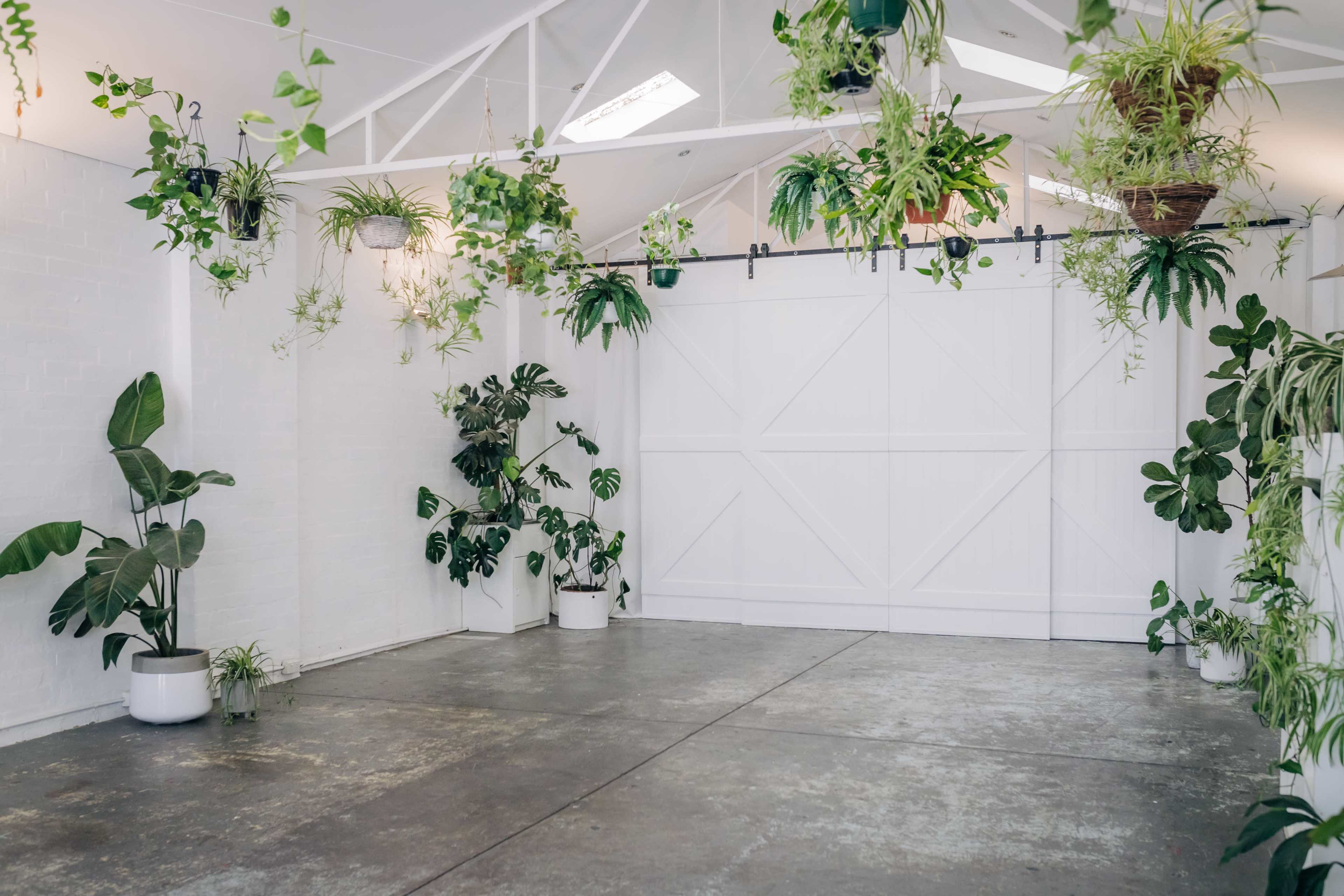 The image shows a spacious room with white walls and a high ceiling, decorated with various hanging plants and floor plants in white pots.