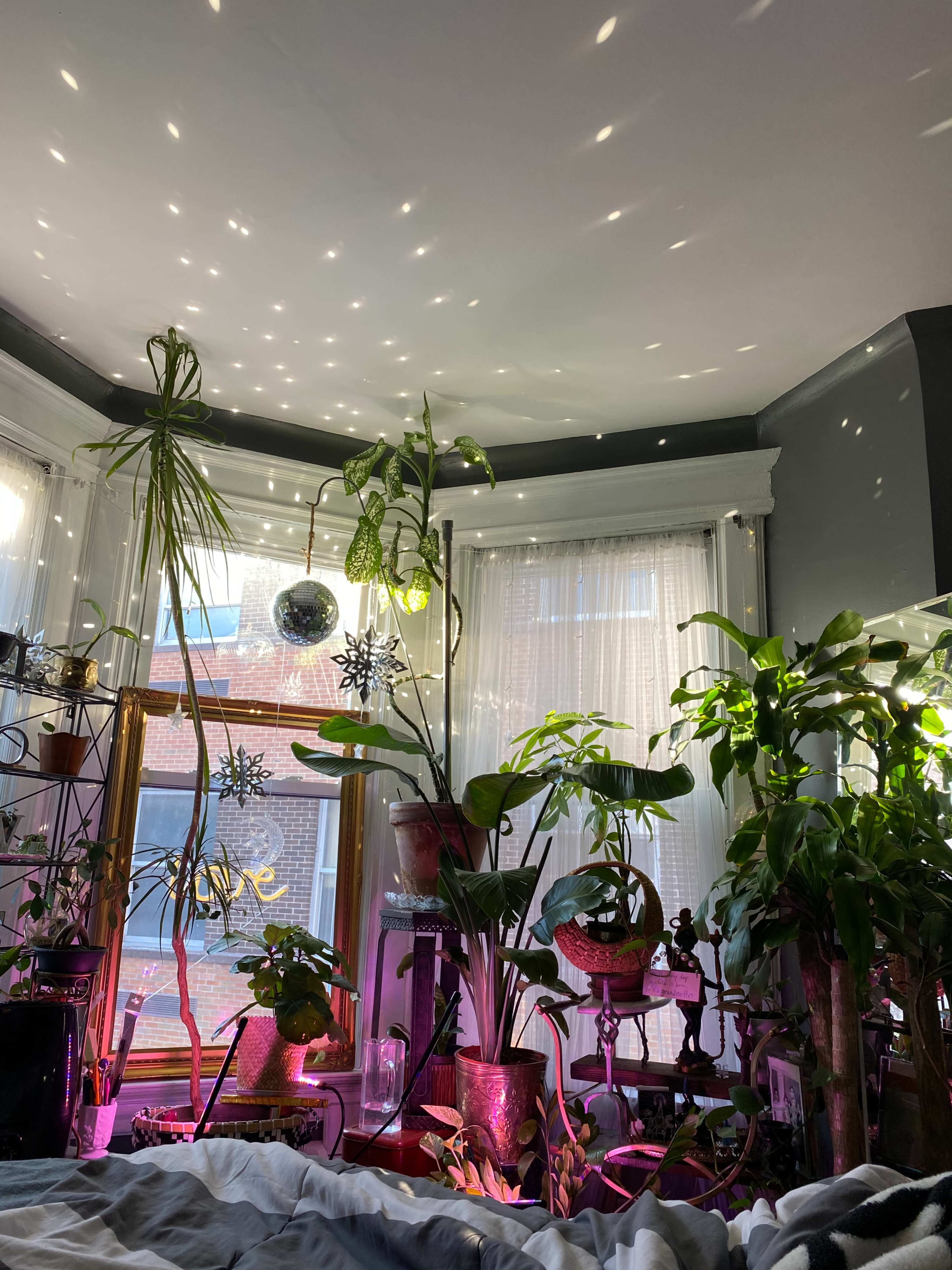 A sunlit room filled with various indoor plants arranged around a window, casting light patterns on the ceiling.