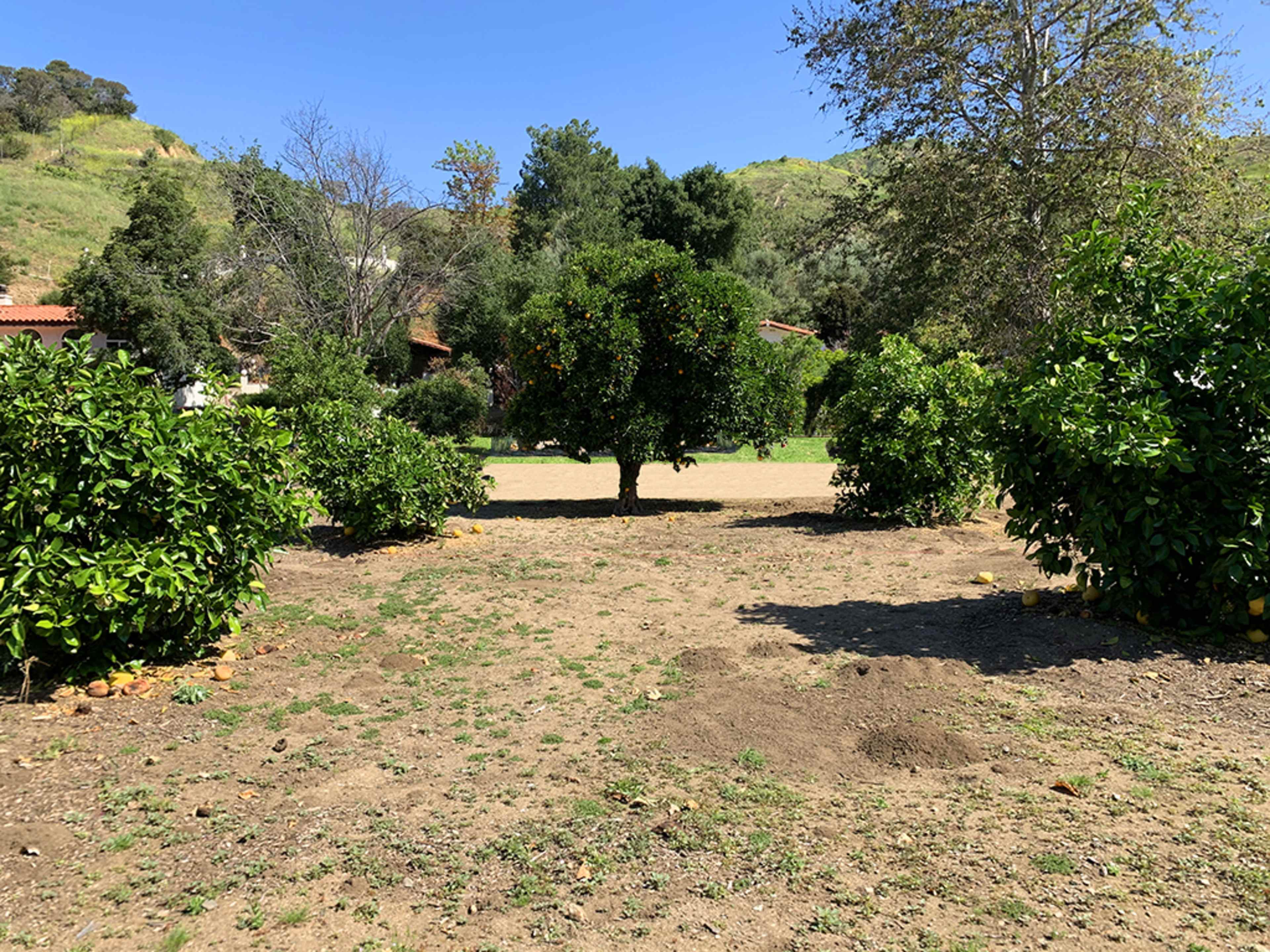 A dirt area surrounded by several orange trees under a clear blue sky.