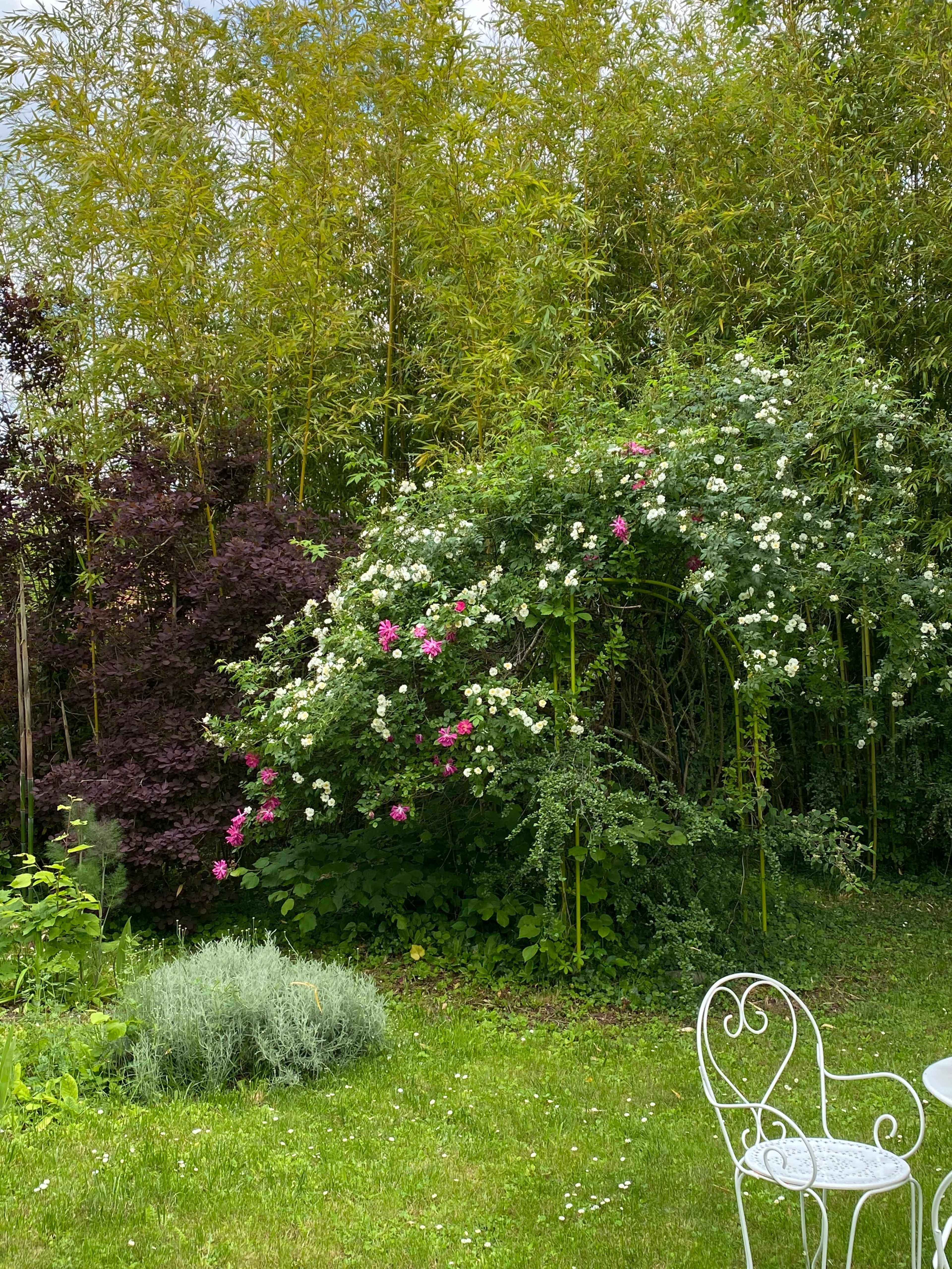 A lush garden features a backdrop of tall bamboo, with flowering shrubs in white and pink, and a small white iron table and chair in the foreground.
