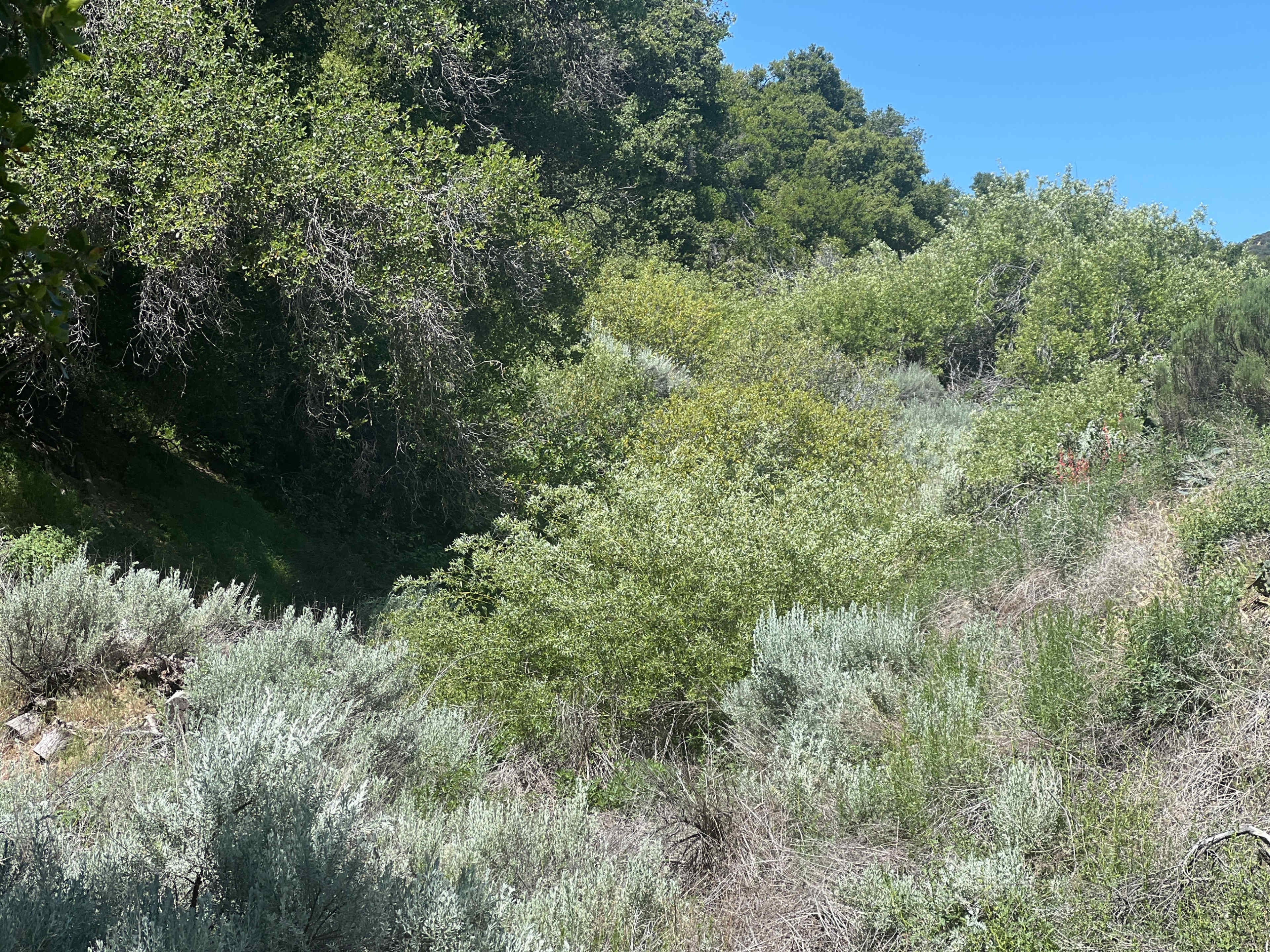 The image shows a densely vegetated area with a mix of shrubs and trees under a clear blue sky.