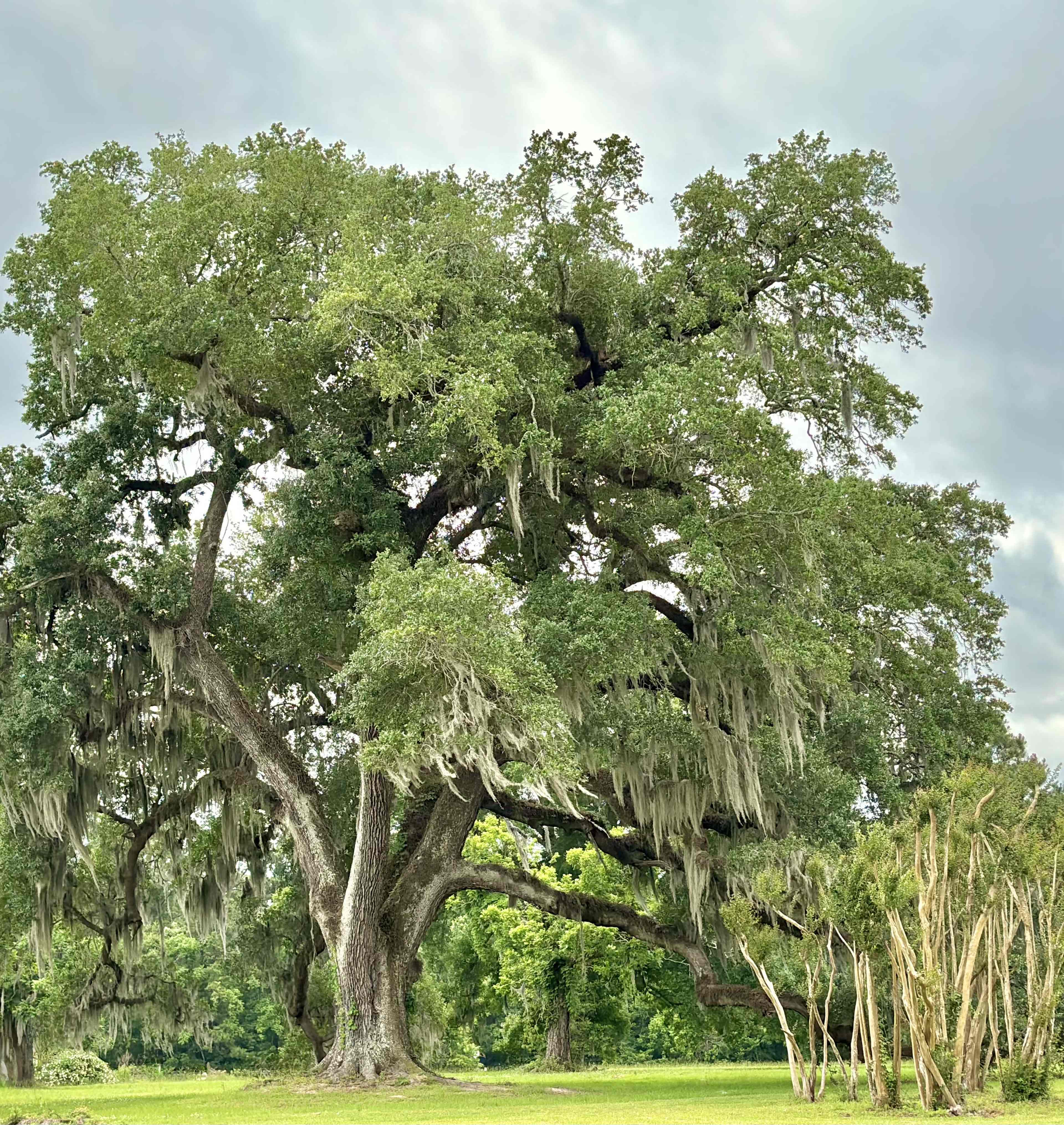 A large oak tree covered in Spanish moss stands prominently in a grassy area surrounded by smaller palm trees.