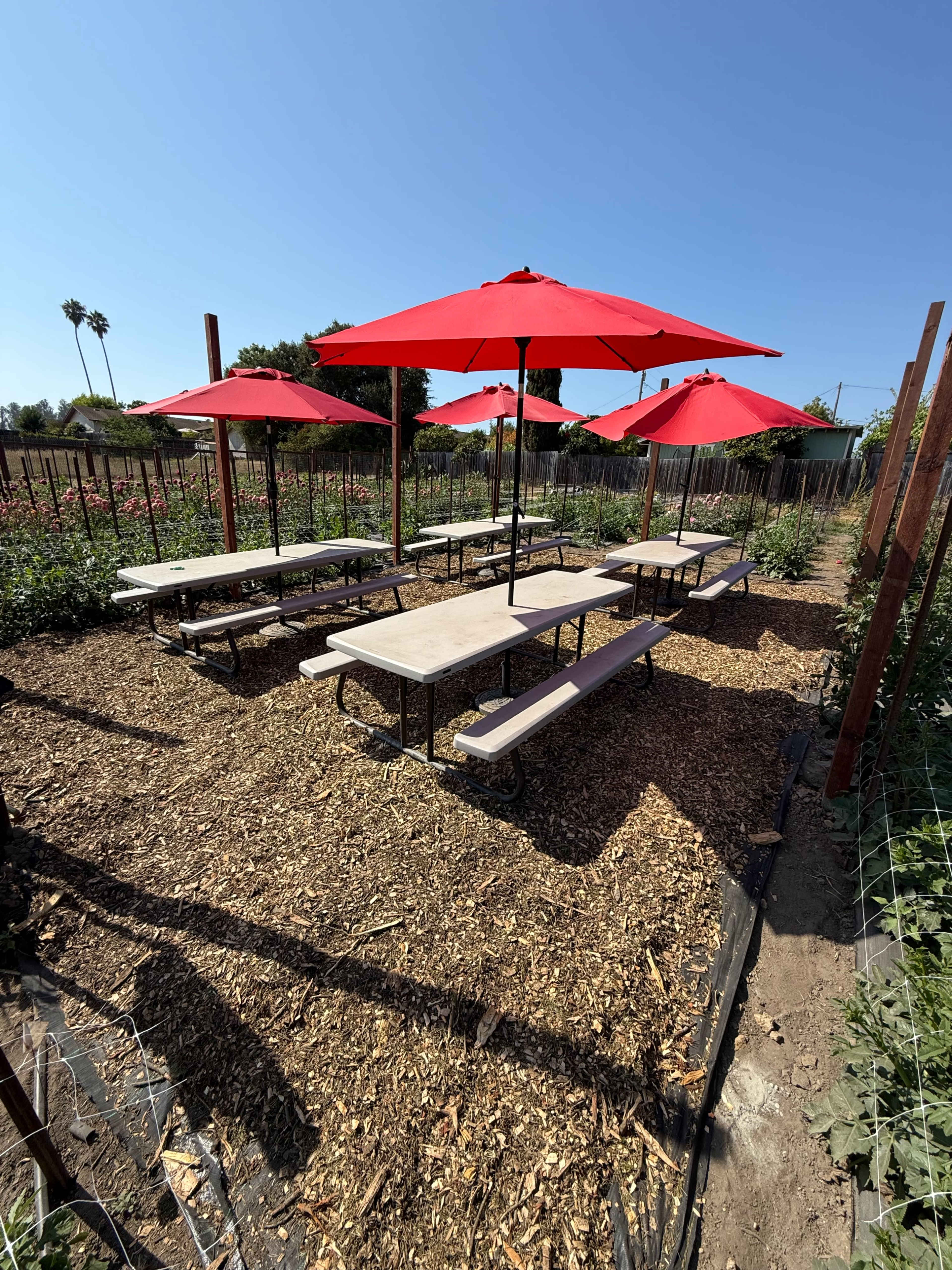 A seating area with several picnic tables and red umbrellas is situated in a garden surrounded by plants.