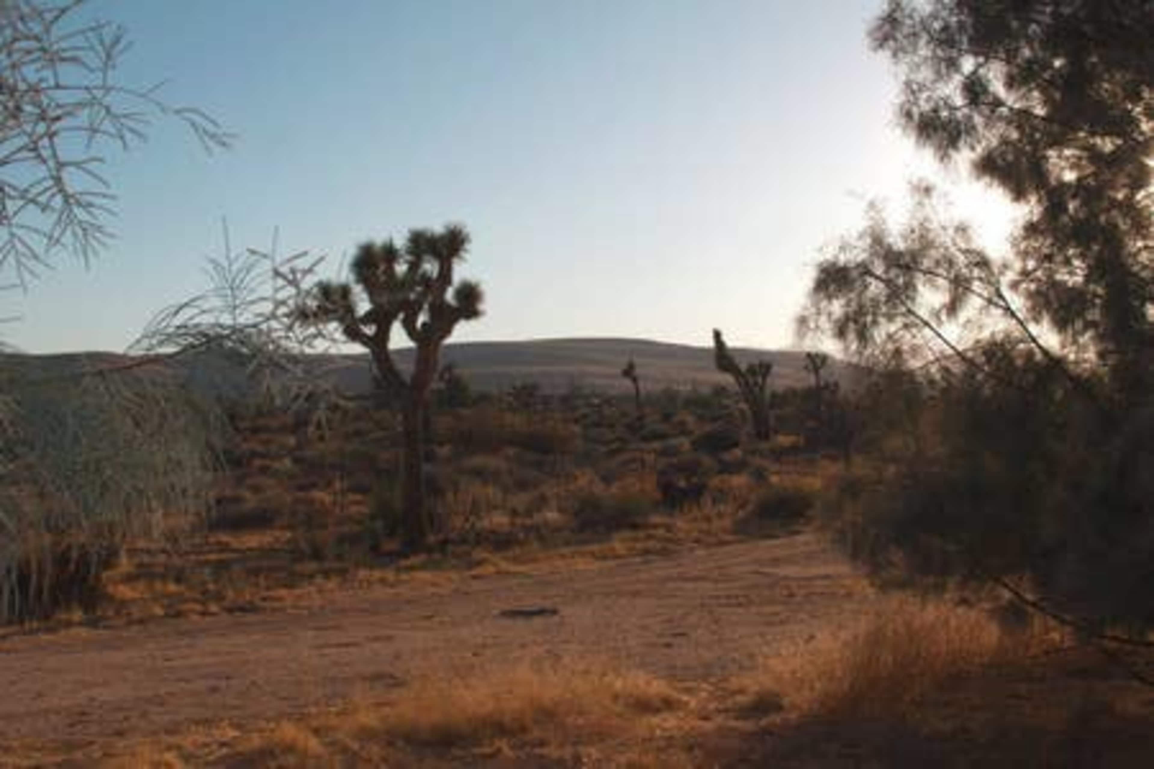 A desert landscape with sparse vegetation, including Joshua trees, under a clear blue sky.