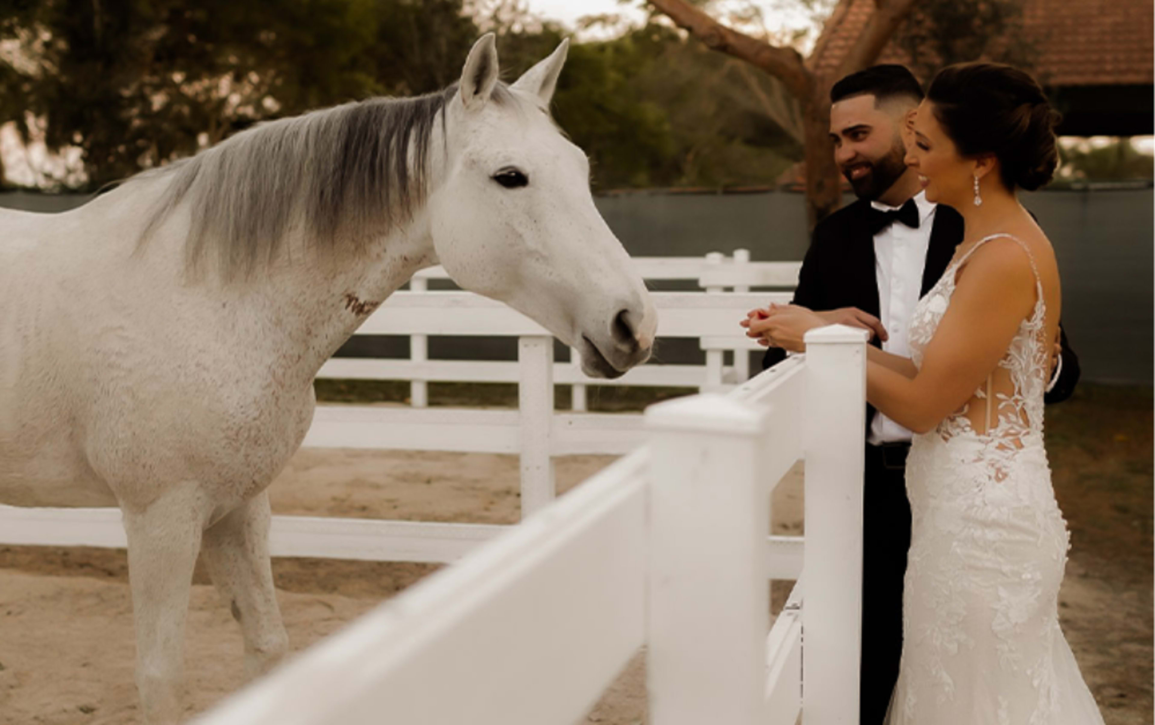 A bride and groom stand near a white horse, interacting at a fenced area in a rustic outdoor setting.