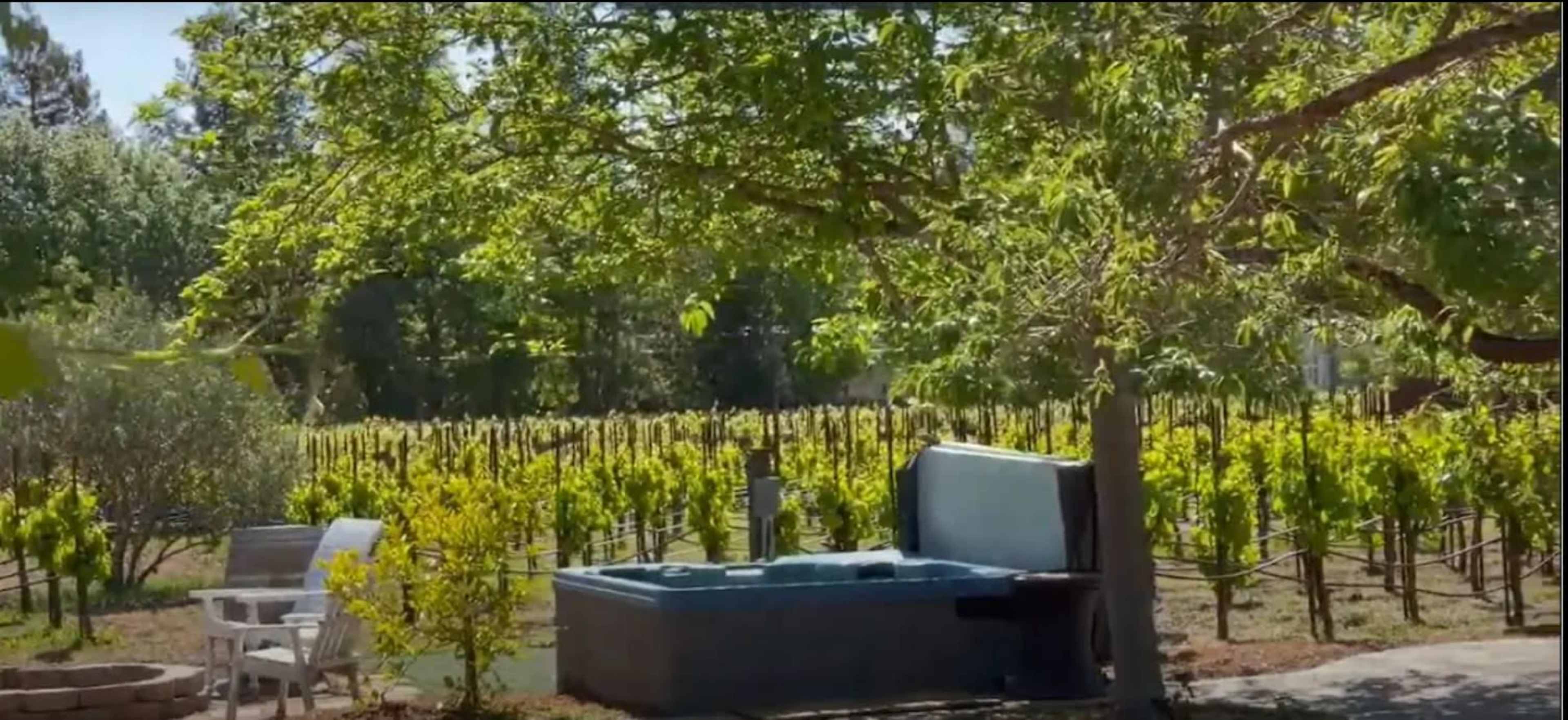 A hot tub sits next to a tree in an open area surrounded by rows of grapevines.