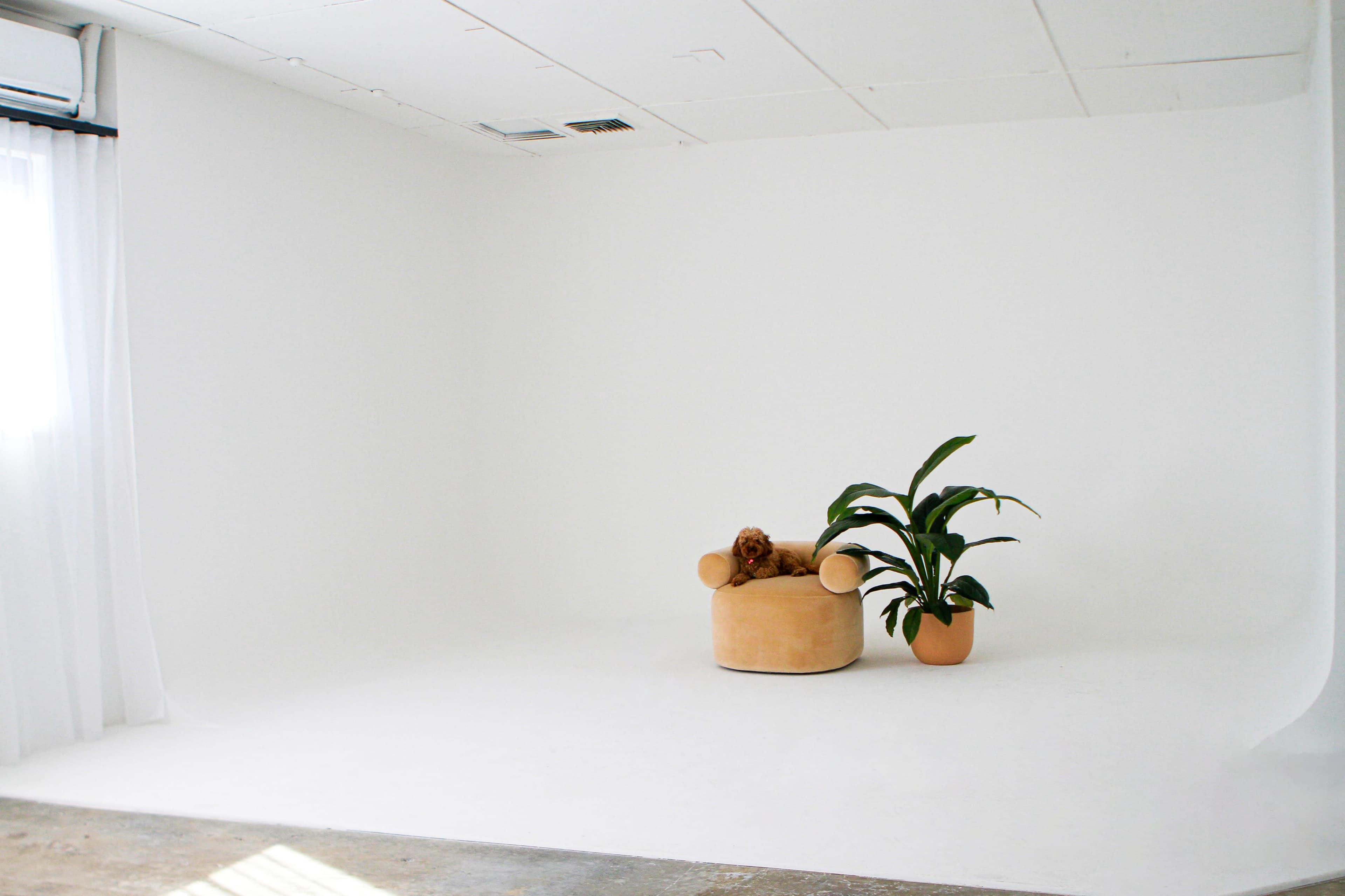 A minimalistic room with a plain white backdrop, a round tan chair, and a potted plant in an orange pot.