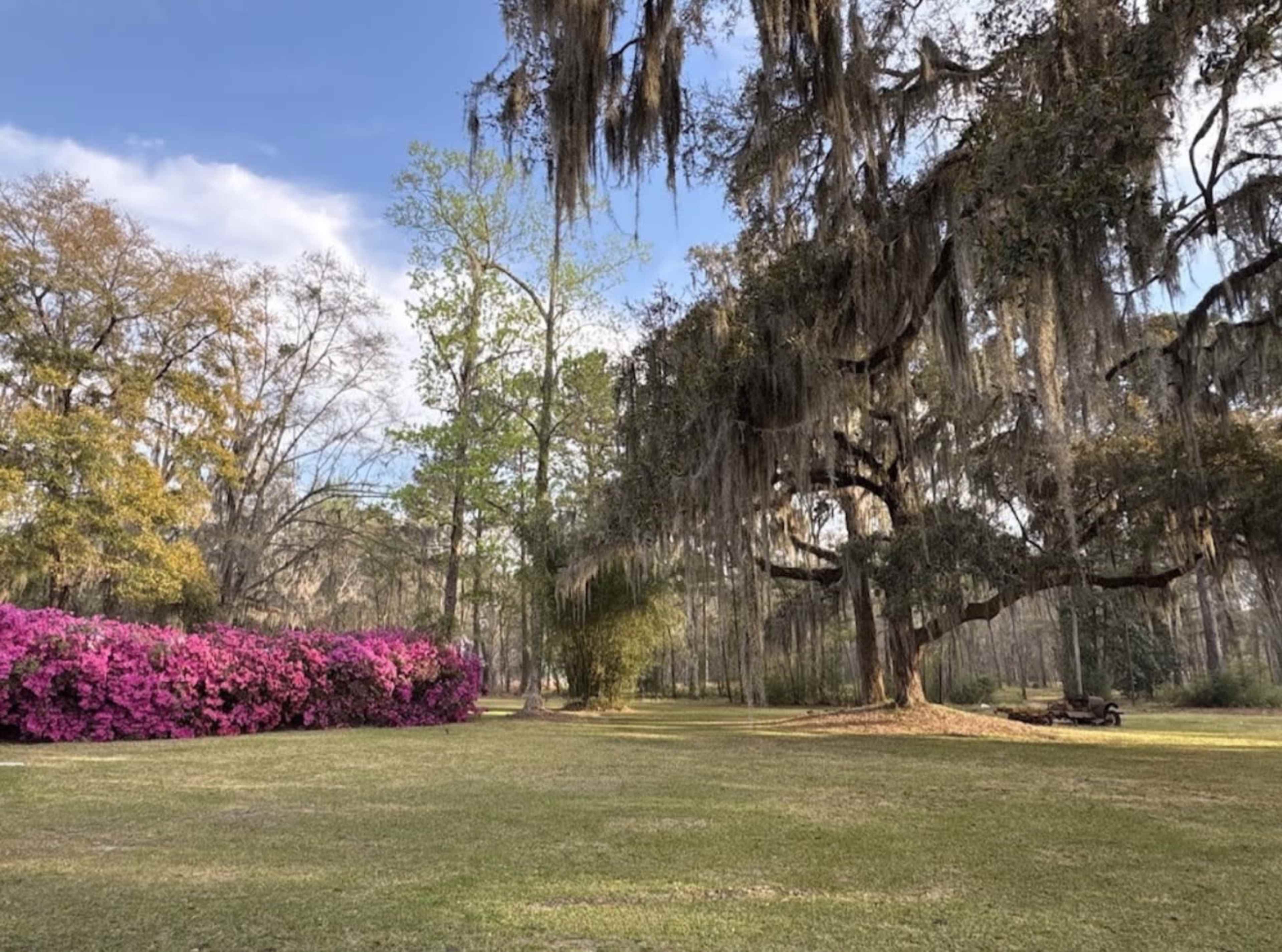 The image shows a park area featuring vibrant pink flowering bushes, an expansive green lawn, and tall trees draped with Spanish moss under a clear blue sky.