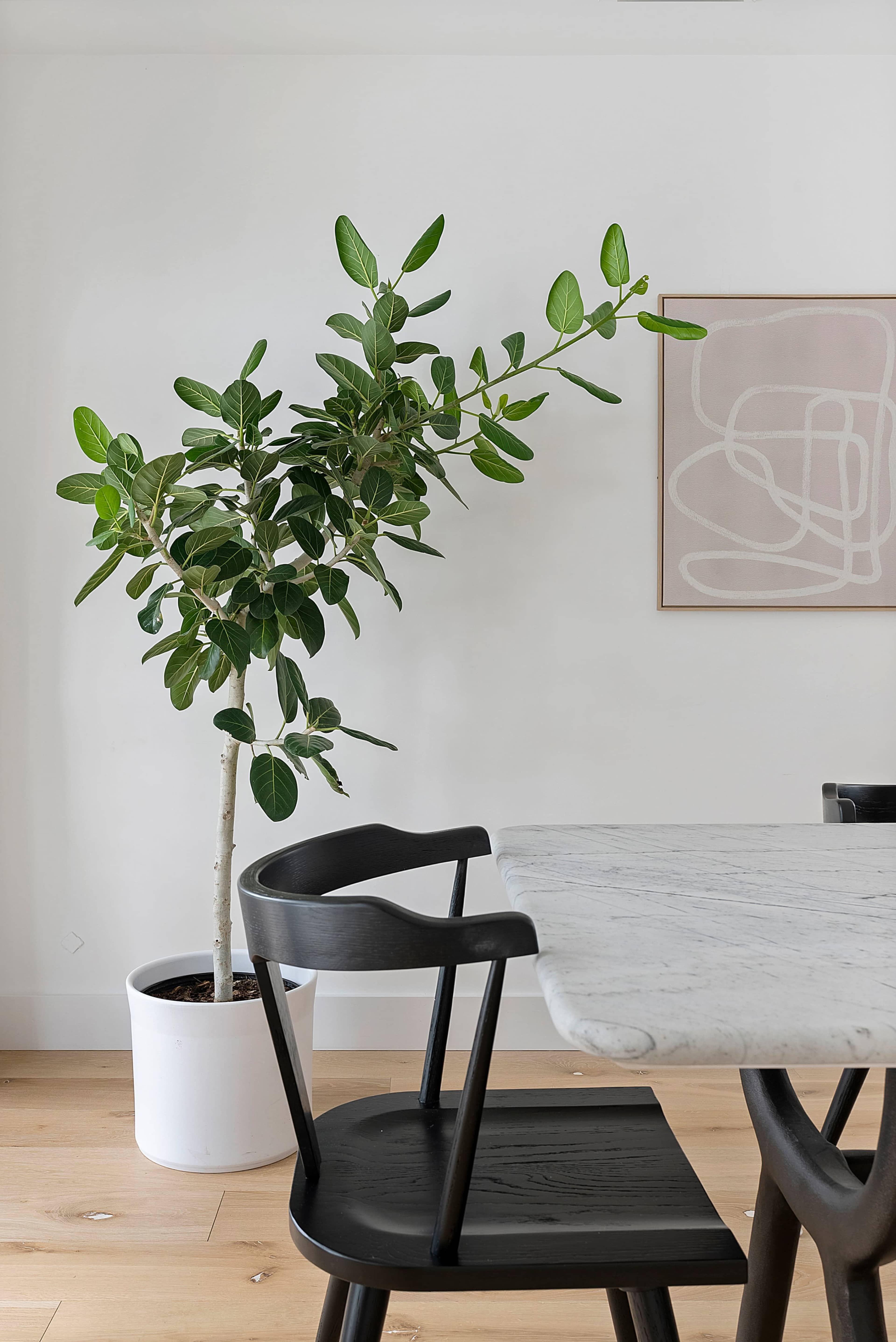 A potted plant with large green leaves stands in a white planter next to a minimalist table and black chair in a light-colored room.