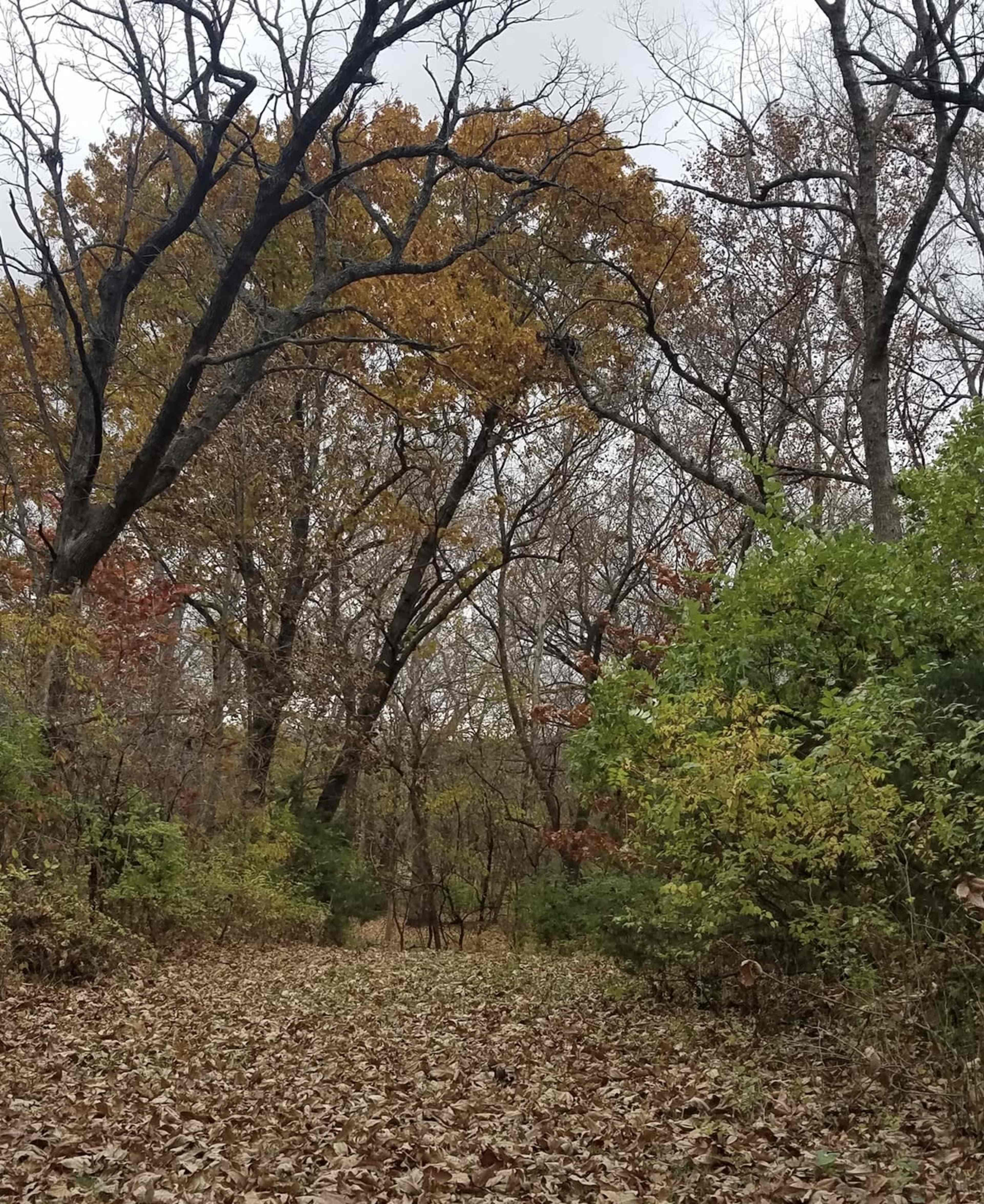 A leaf-strewn path winds through a wooded area with bare trees and patches of autumn foliage.