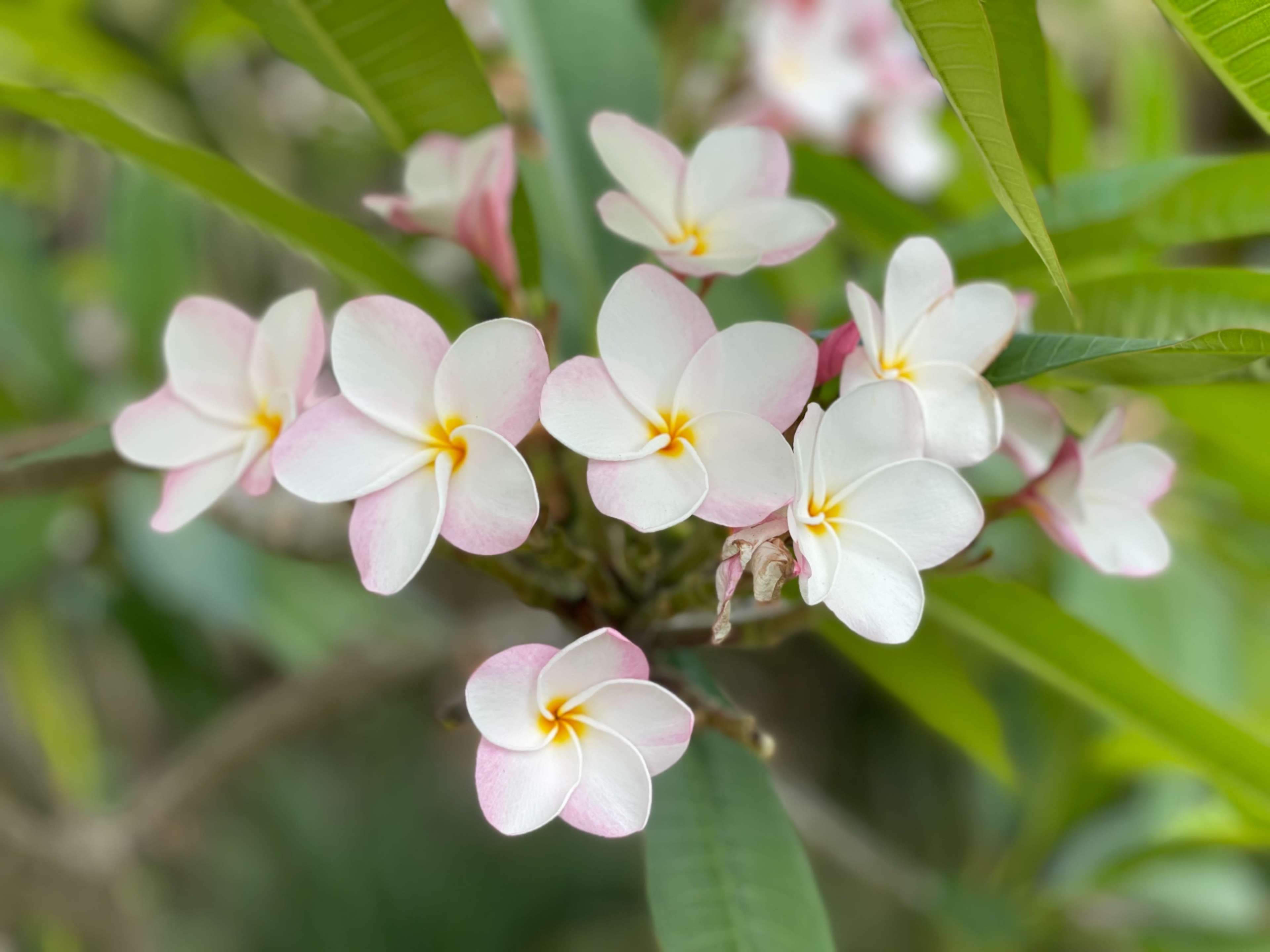 A cluster of white and pink plumeria flowers with green leaves in the background.