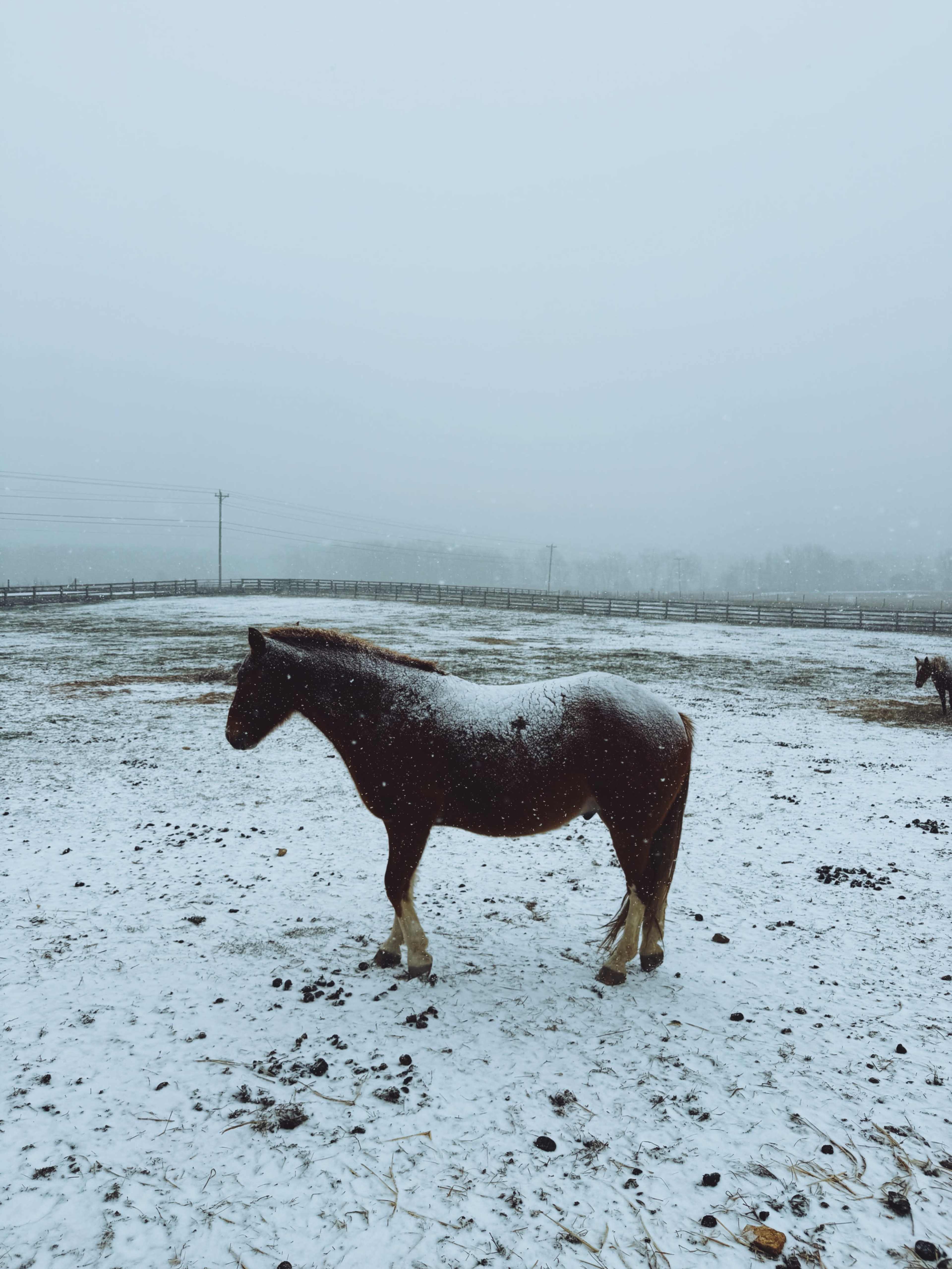 A brown horse stands in a snowy field surrounded by a foggy atmosphere.