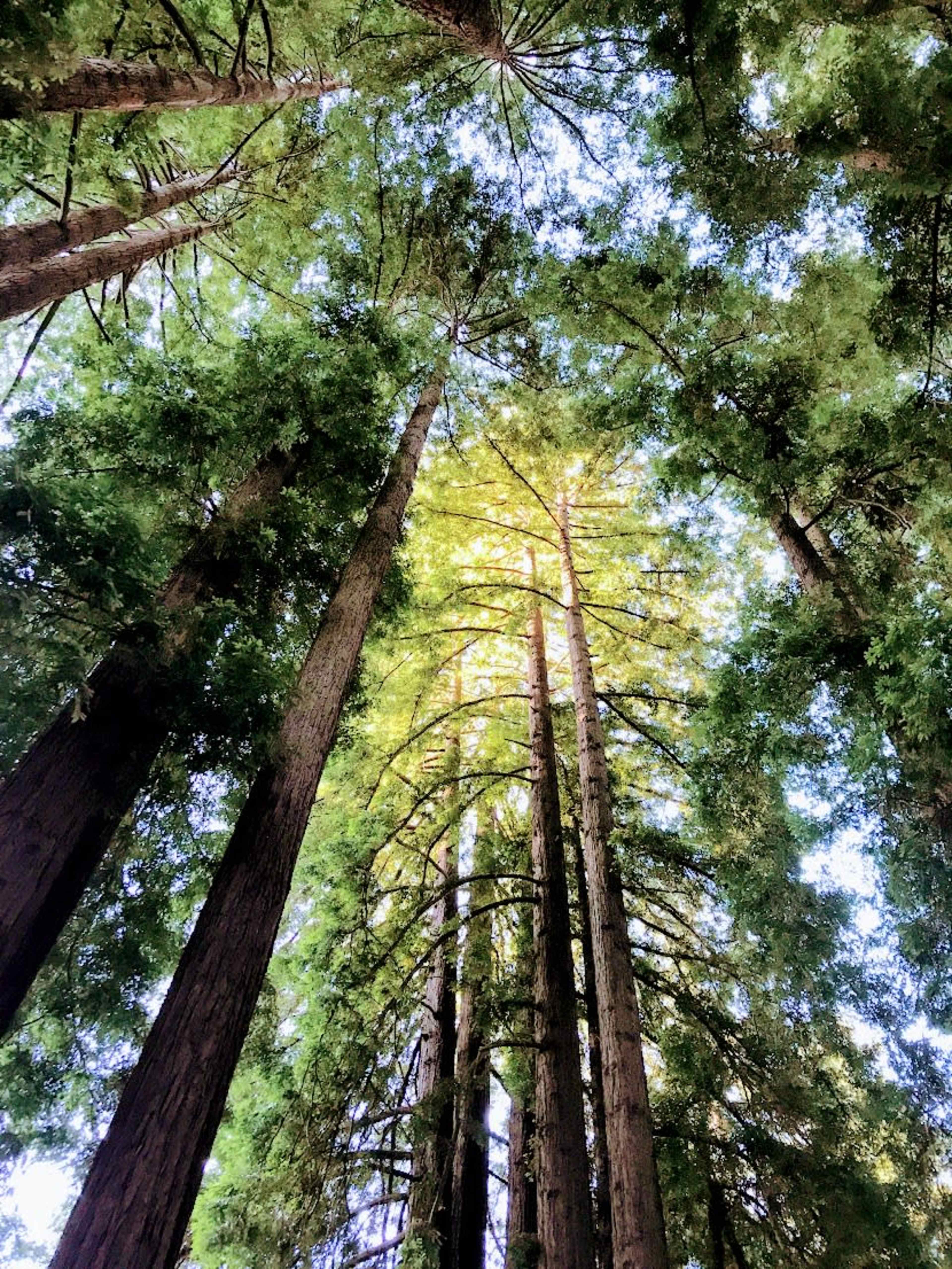 Tall redwood trees rise vertically towards the sky, with light filtering through their foliage.